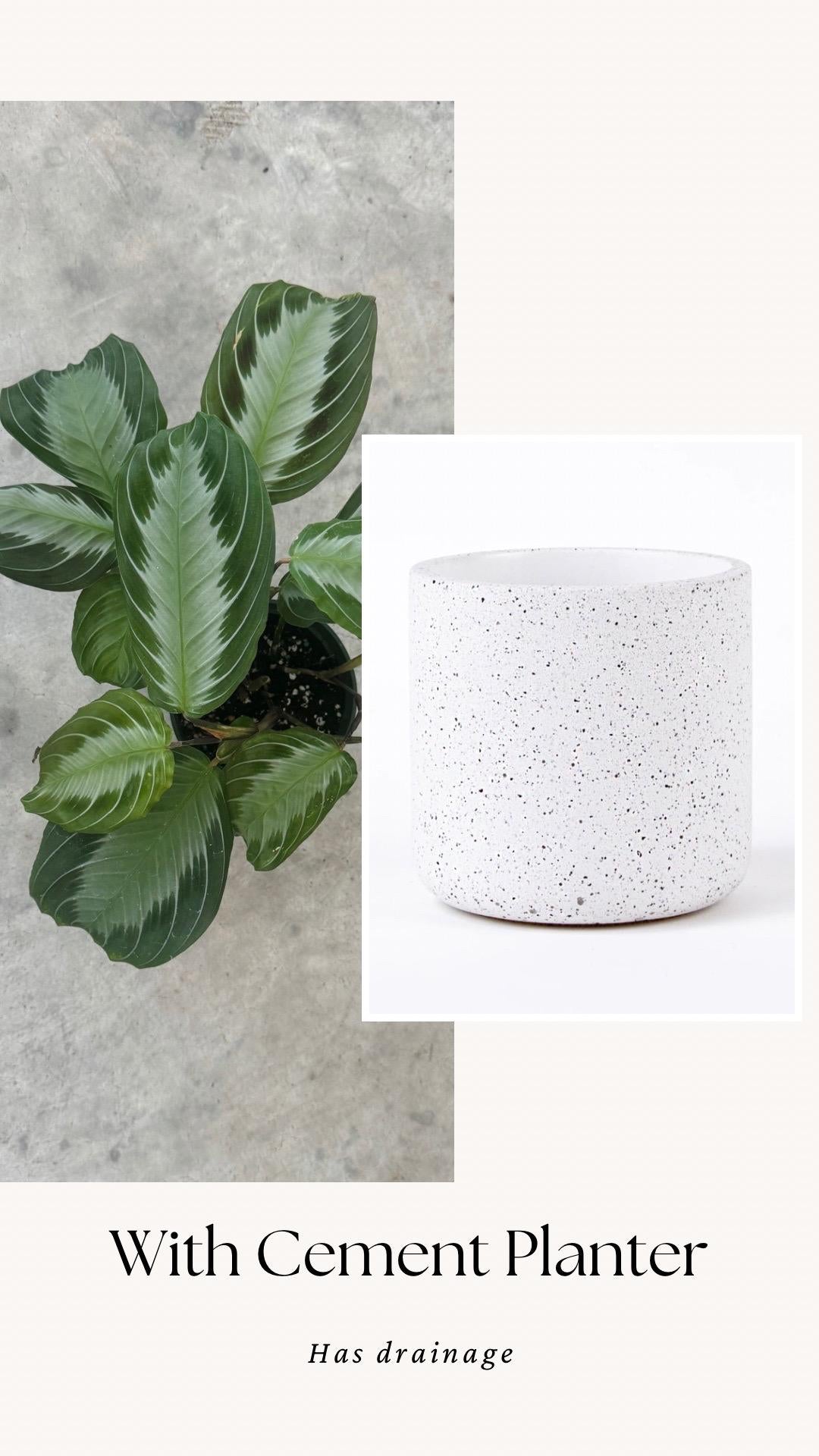 Maranta Silver Band Prayer Plant | 4 inch Pot | Live Plant - optional decorative pot