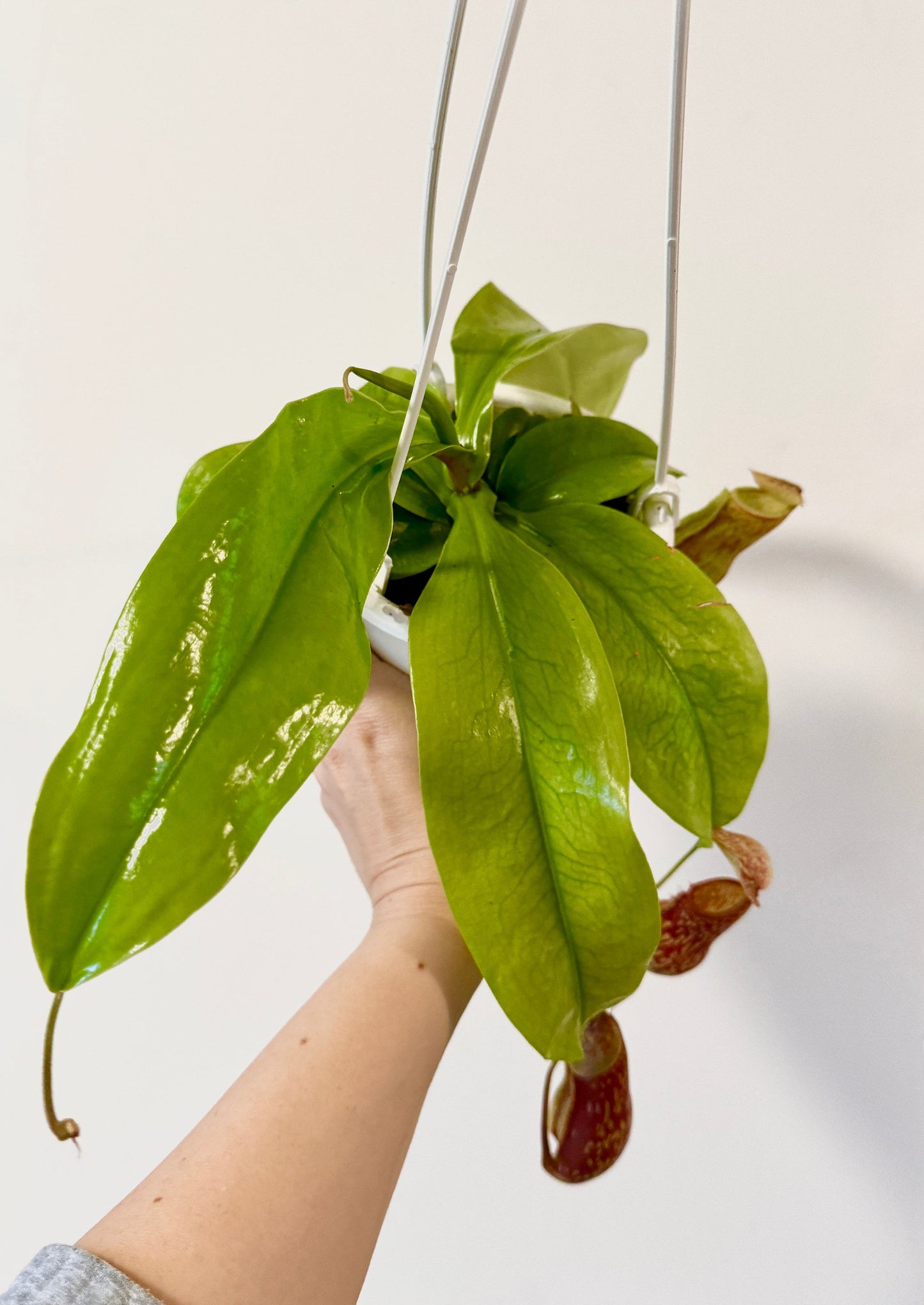 Nepenthes St Gaya Pitcher Hanging Plant - 4.5 Hanging Basket - Live Plant