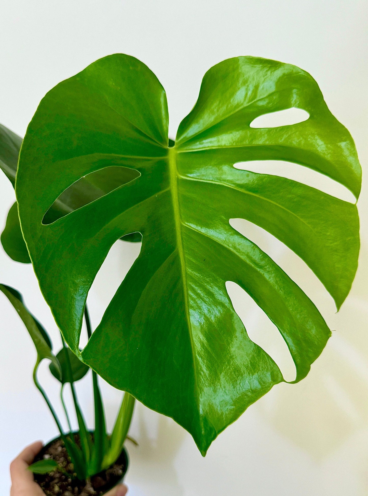 Monstera Deliciousa Plant 4", 6β Pot - Live Indoor Houseplant