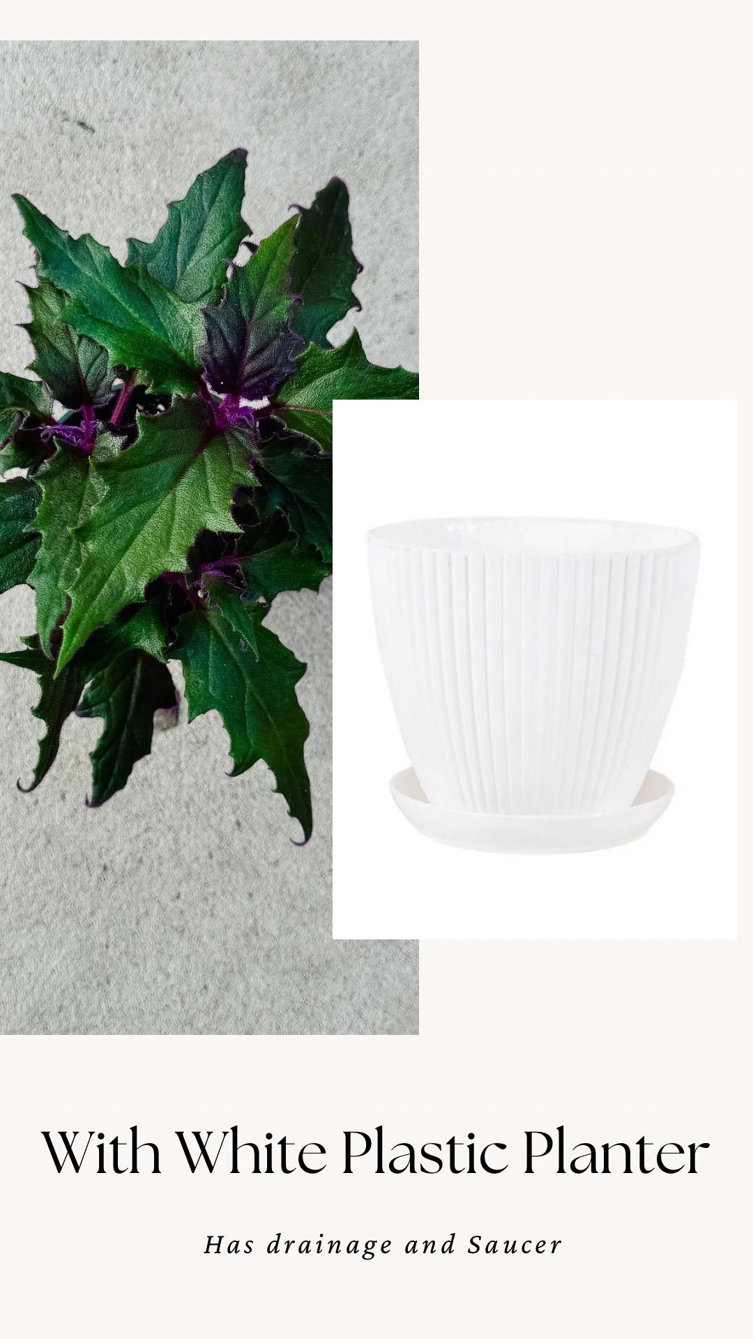 Purple Passion | Gynura Aurantiaca Plant - Live Plant 4" Pot - optional decorative planter