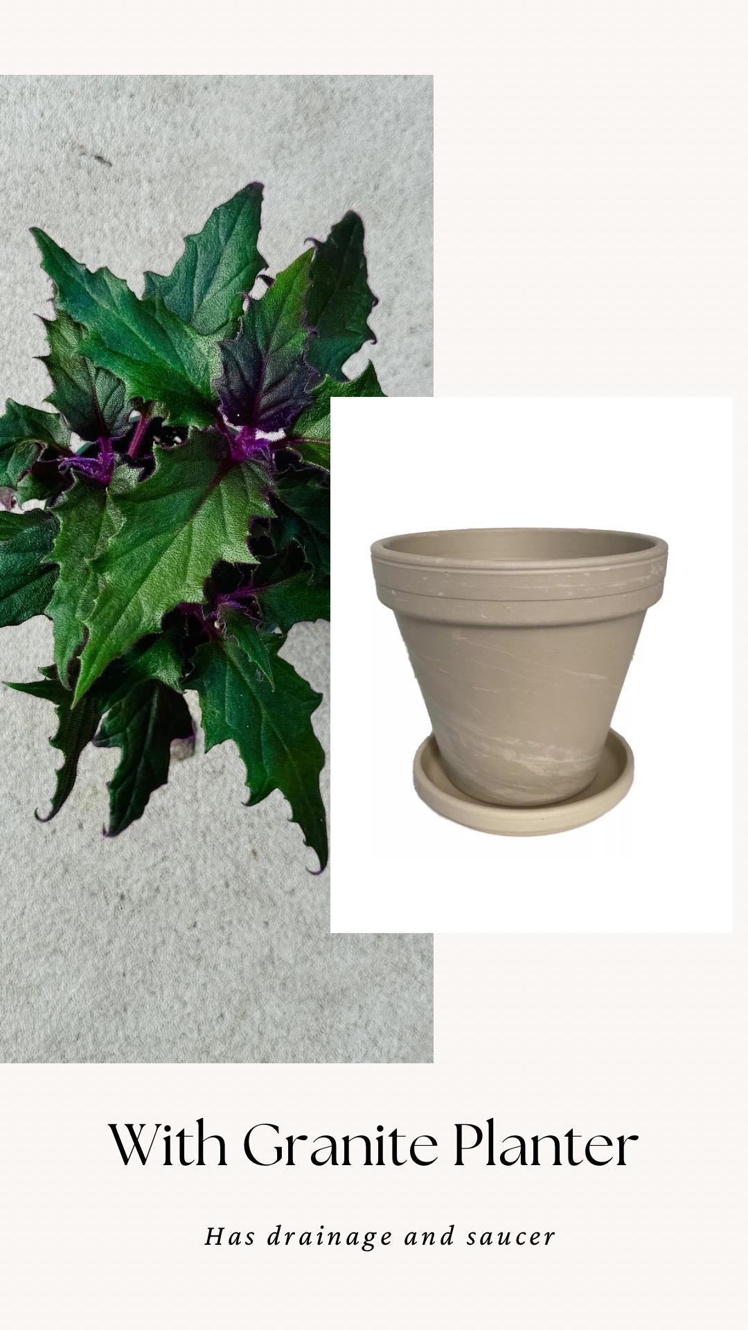 Purple Passion | Gynura Aurantiaca Plant - Live Plant 4" Pot - optional decorative planter