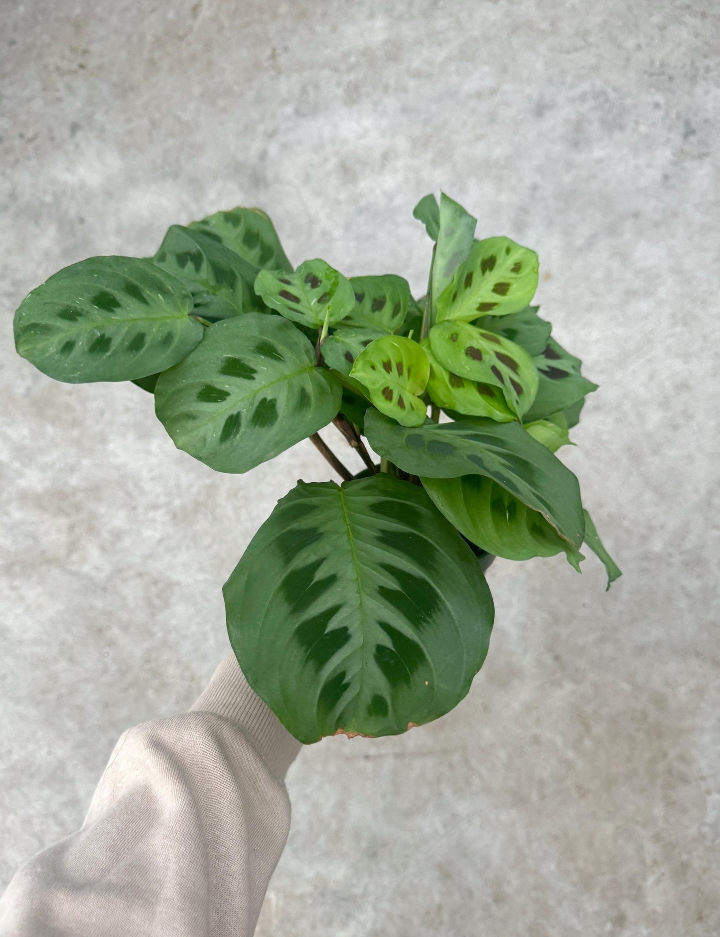Maranta Leuconeur Green Prayer Plant - 4 inch Pot - Live Plant - optional decorative pot