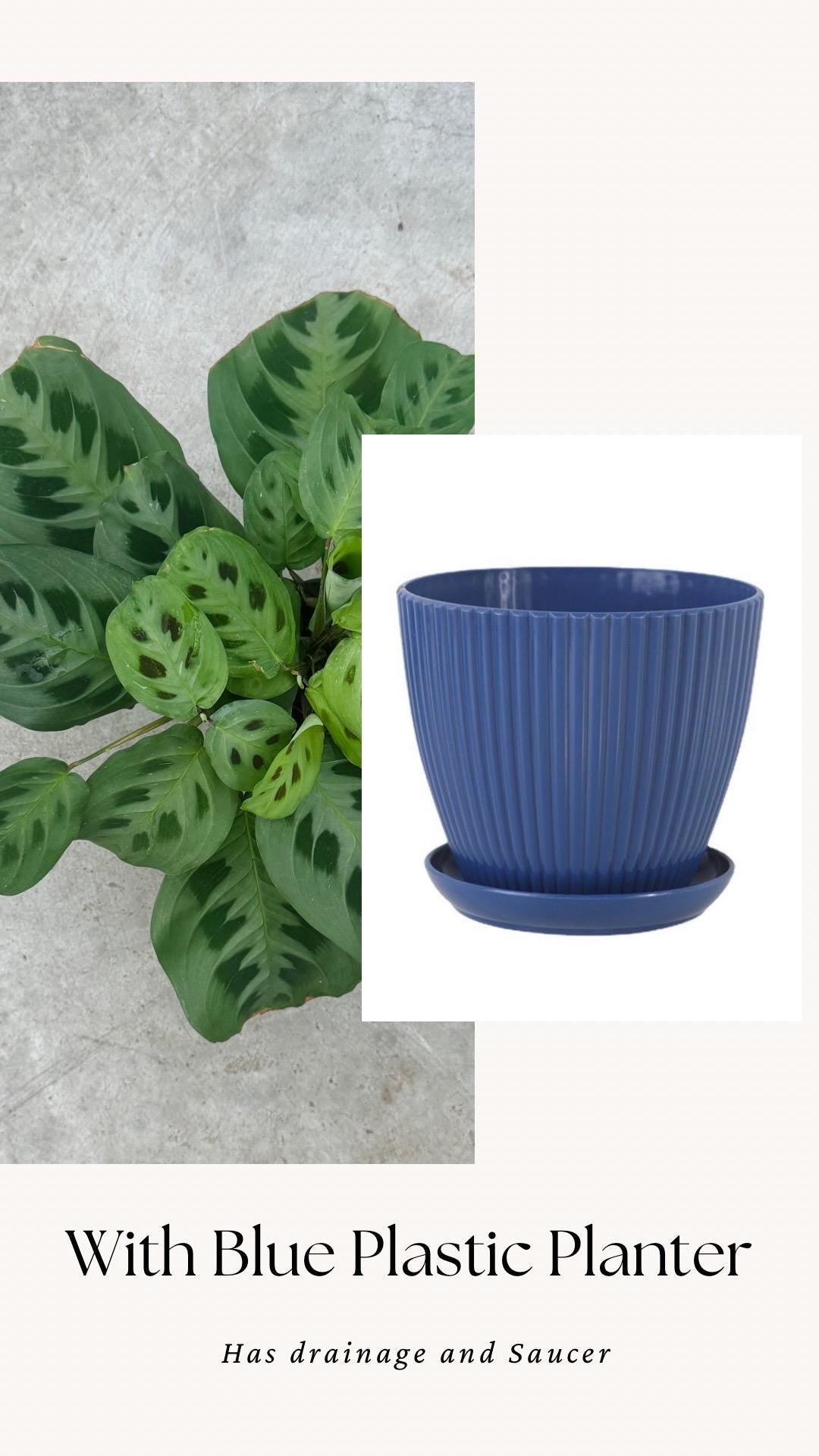 Maranta Leuconeur Green Prayer Plant - 4 inch Pot - Live Plant - optional decorative pot
