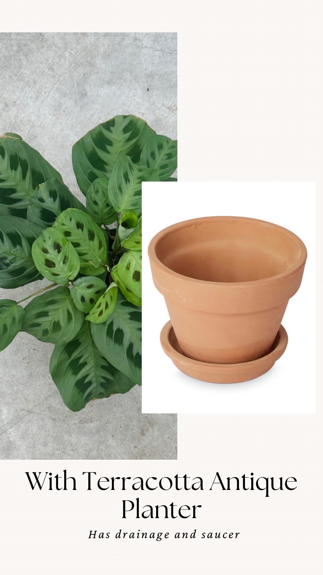 Maranta Leuconeur Green Prayer Plant - 4 inch Pot - Live Plant - optional decorative pot