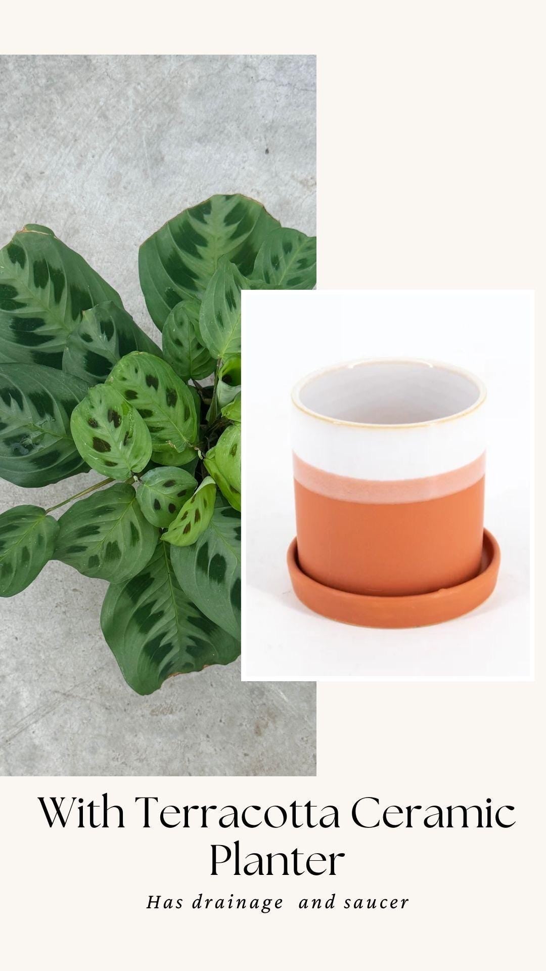 Maranta Leuconeur Green Prayer Plant - 4 inch Pot - Live Plant - optional decorative pot