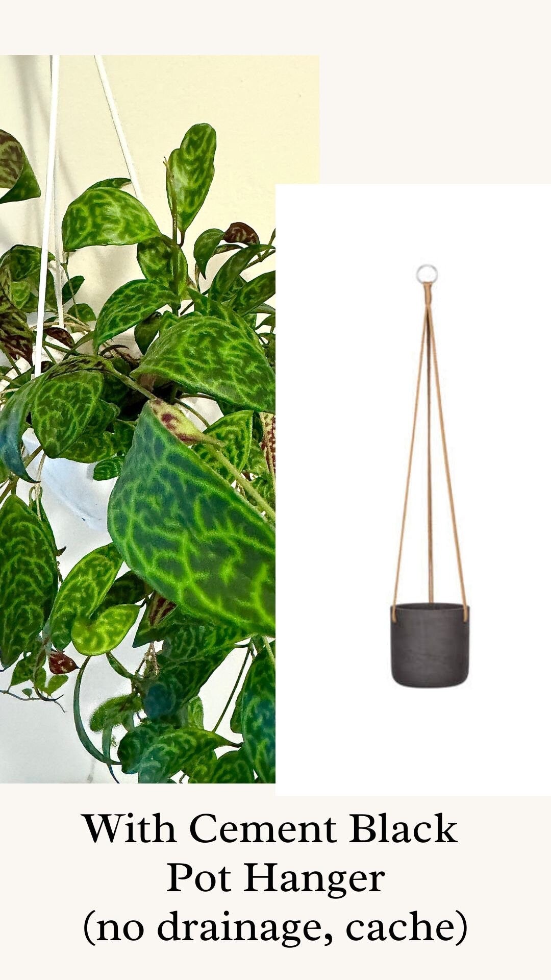 Lipstick Plant Black Pagoda (Aeschynanthus longicaulis) 4.5 inch Hanging pot - Live Plant - optional decorative hanger