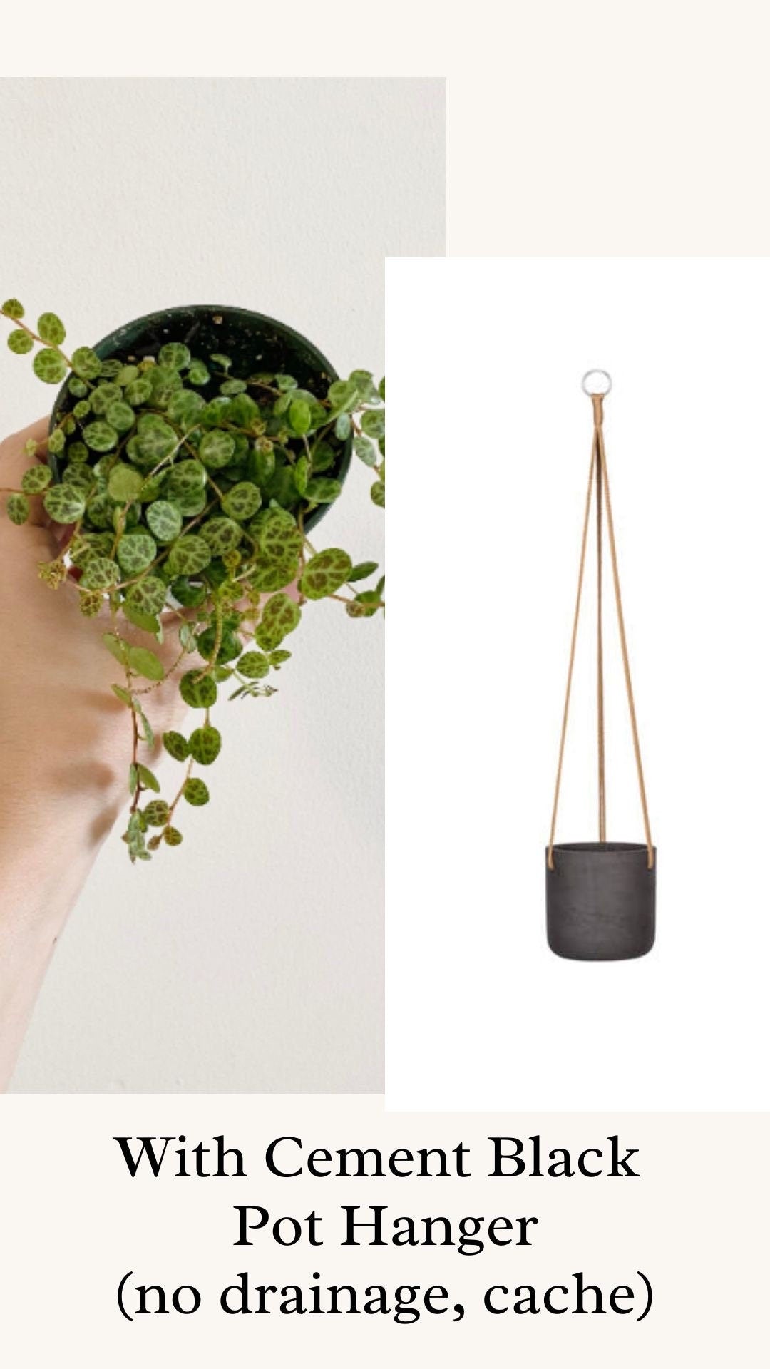 String of Turtles Peperomia Plant - 3.5β Pot - optional decorative pot