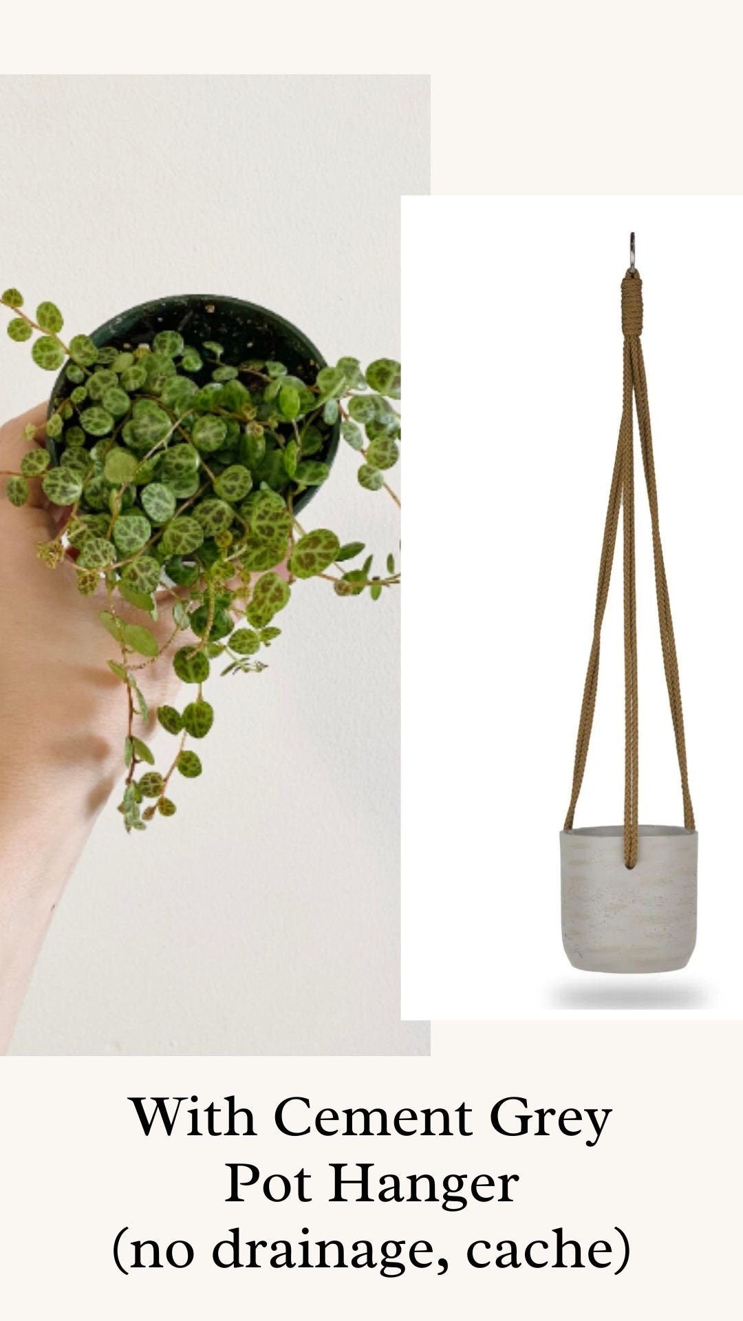 String of Turtles Peperomia Plant - 3.5β Pot - optional decorative pot