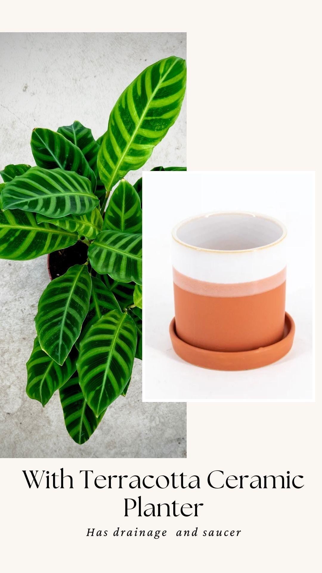 Calathea Zebrina Plant - 4", 6”Nursery Pot - Live Plant - optional decorative pot