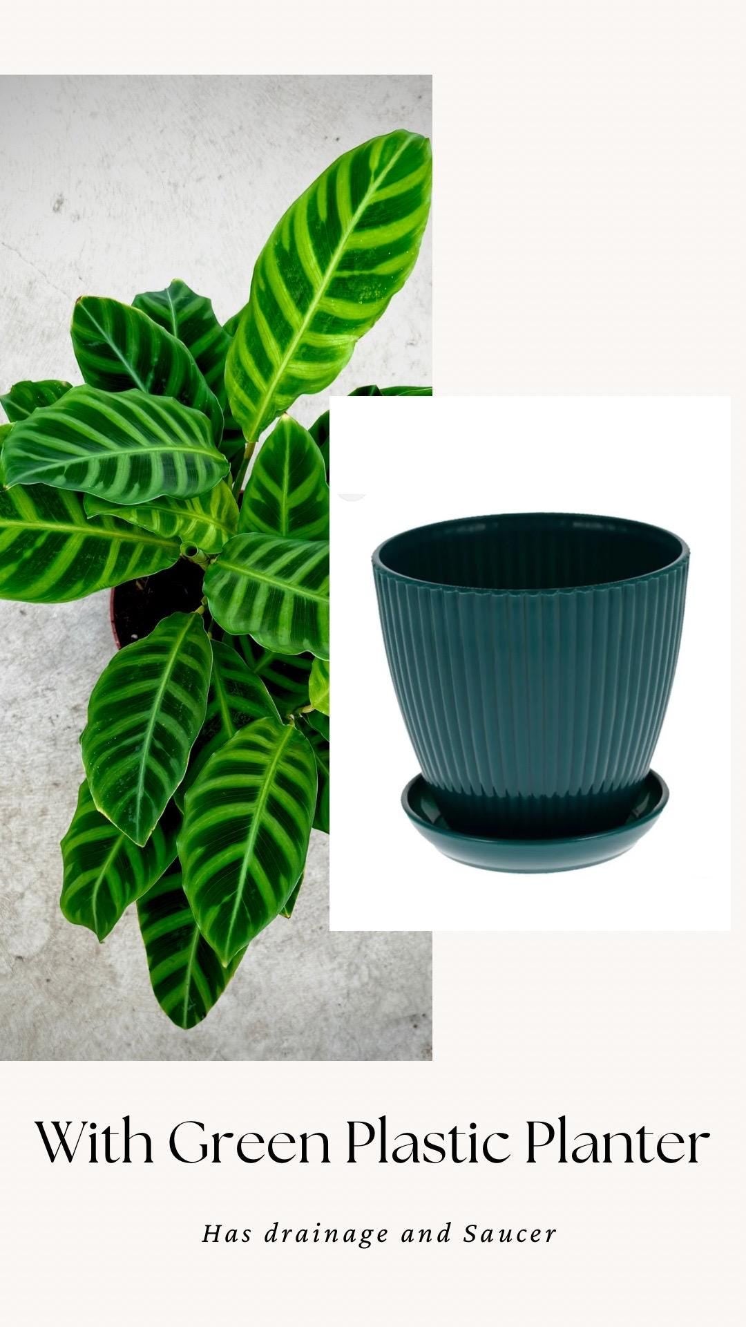 Calathea Zebrina Plant - 4", 6”Nursery Pot - Live Plant - optional decorative pot