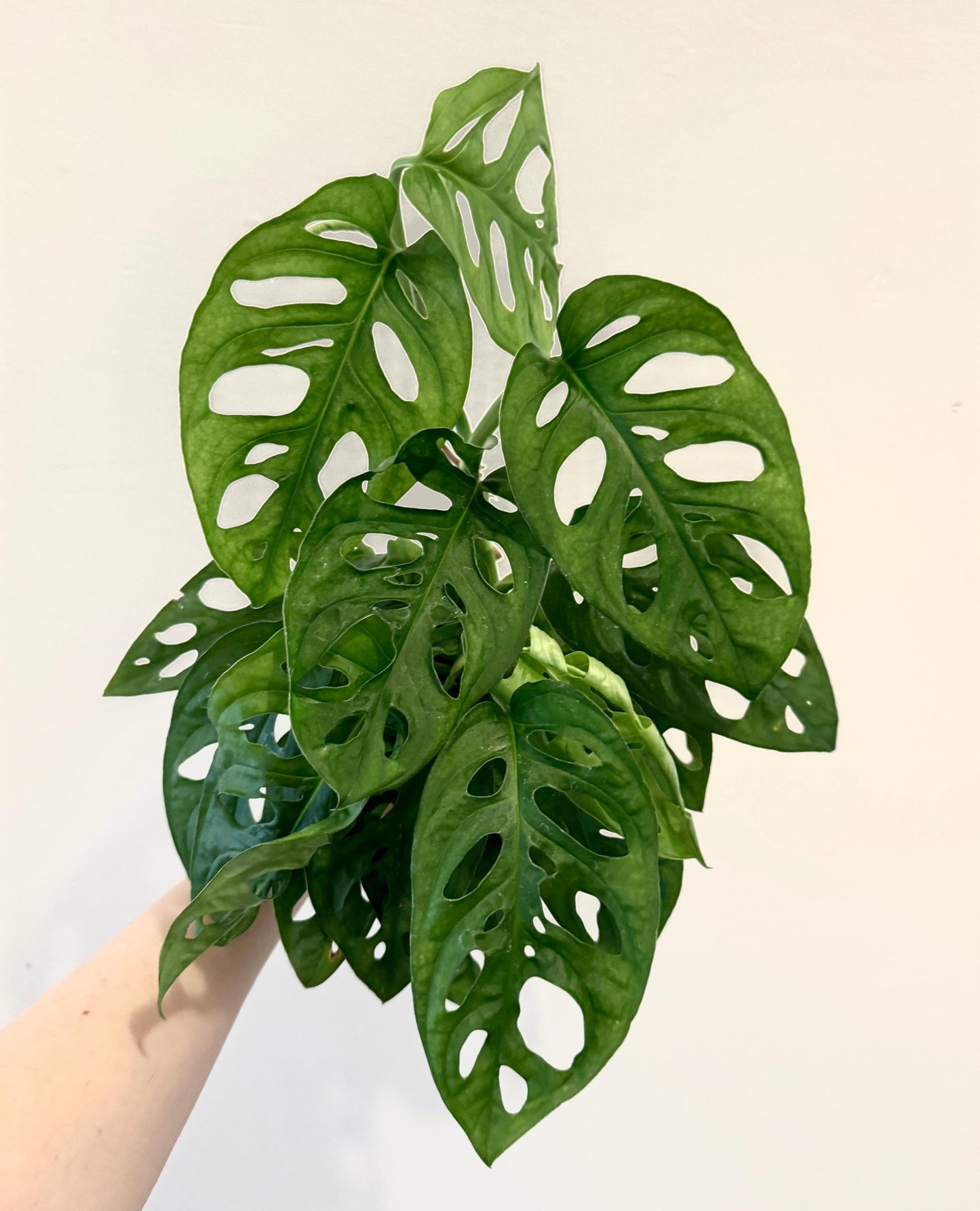 Monstera Adansonii - Swiss Cheese Plant 4 inch | 6 inch Pot - Live Plant - optional decorative pot