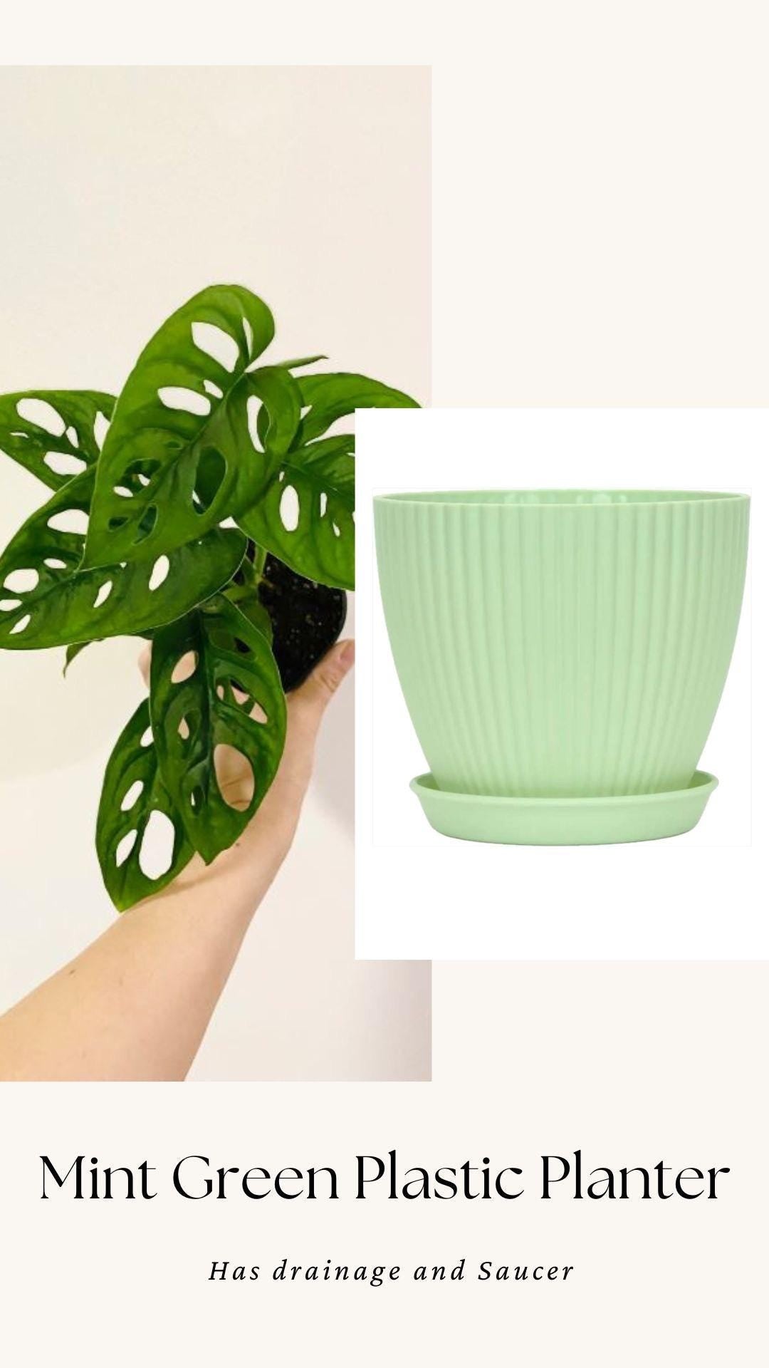 Monstera Adansonii - Swiss Cheese Plant 4 inch | 6 inch Pot - Live Plant - optional decorative pot