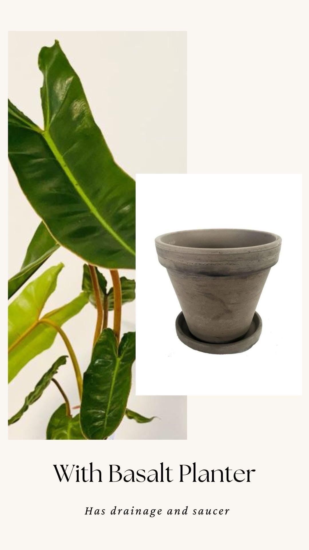 Philodendron Billietiae Plant - 4" Nursery Pot - Live Plant