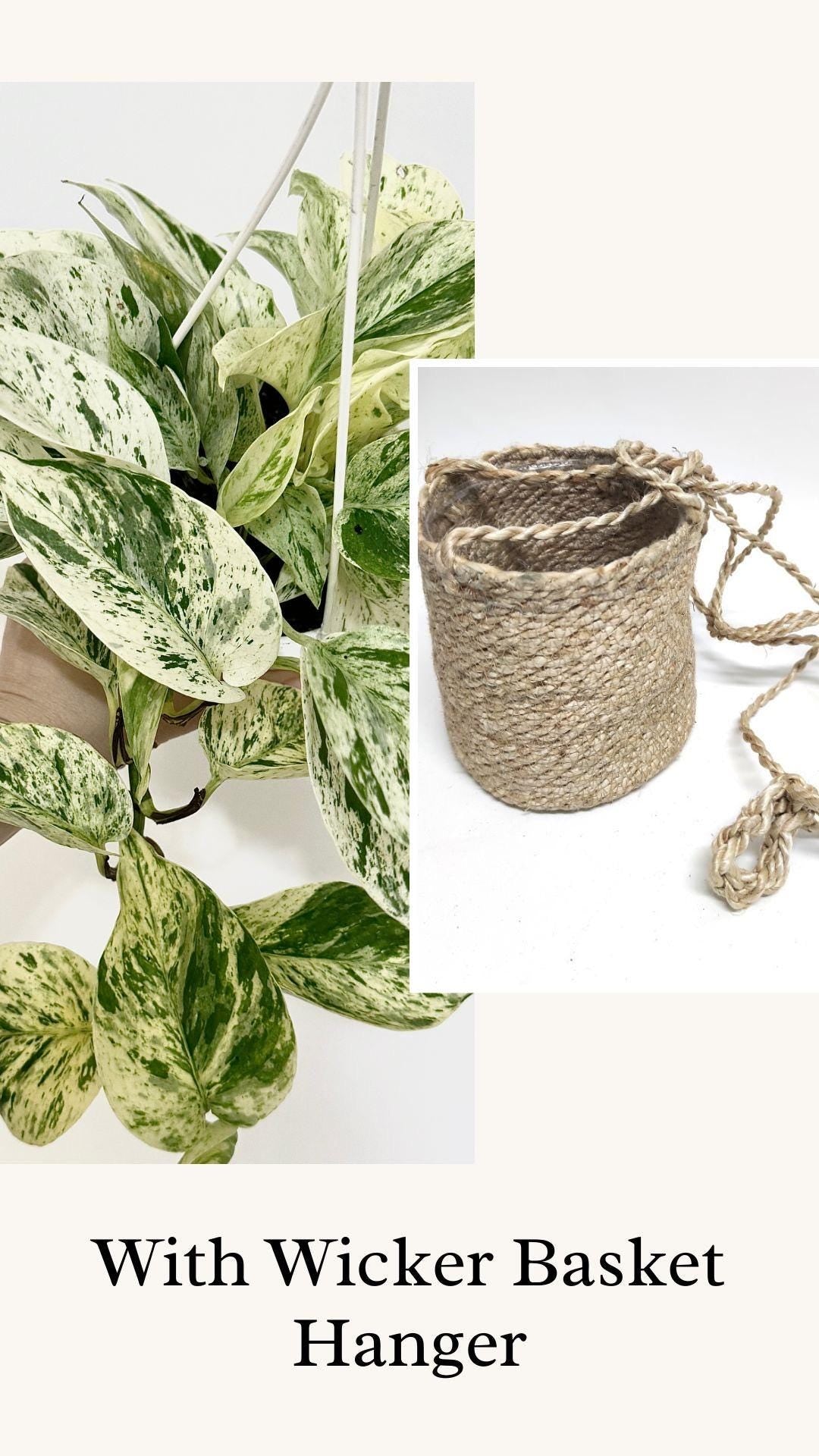 Snow Queen Pothos Plant - 4.5 Hanging Pot - Live Plant