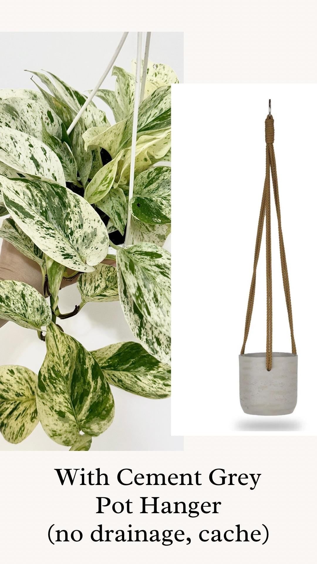Snow Queen Pothos Plant - 4.5 Hanging Pot - Live Plant