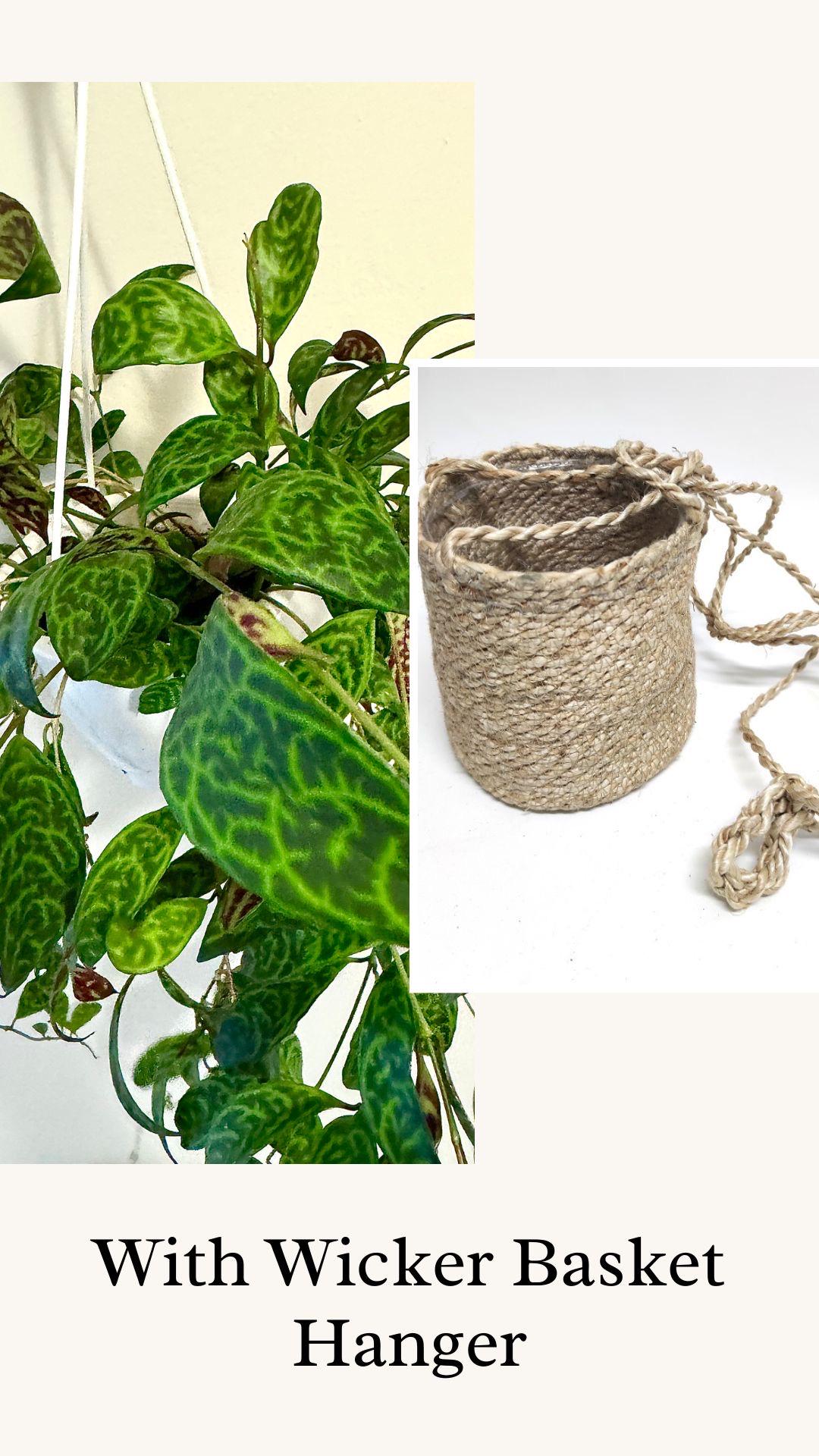 Lipstick Plant Black Pagoda (Aeschynanthus longicaulis) 4.5 inch Hanging pot - Live Plant - optional decorative hanger