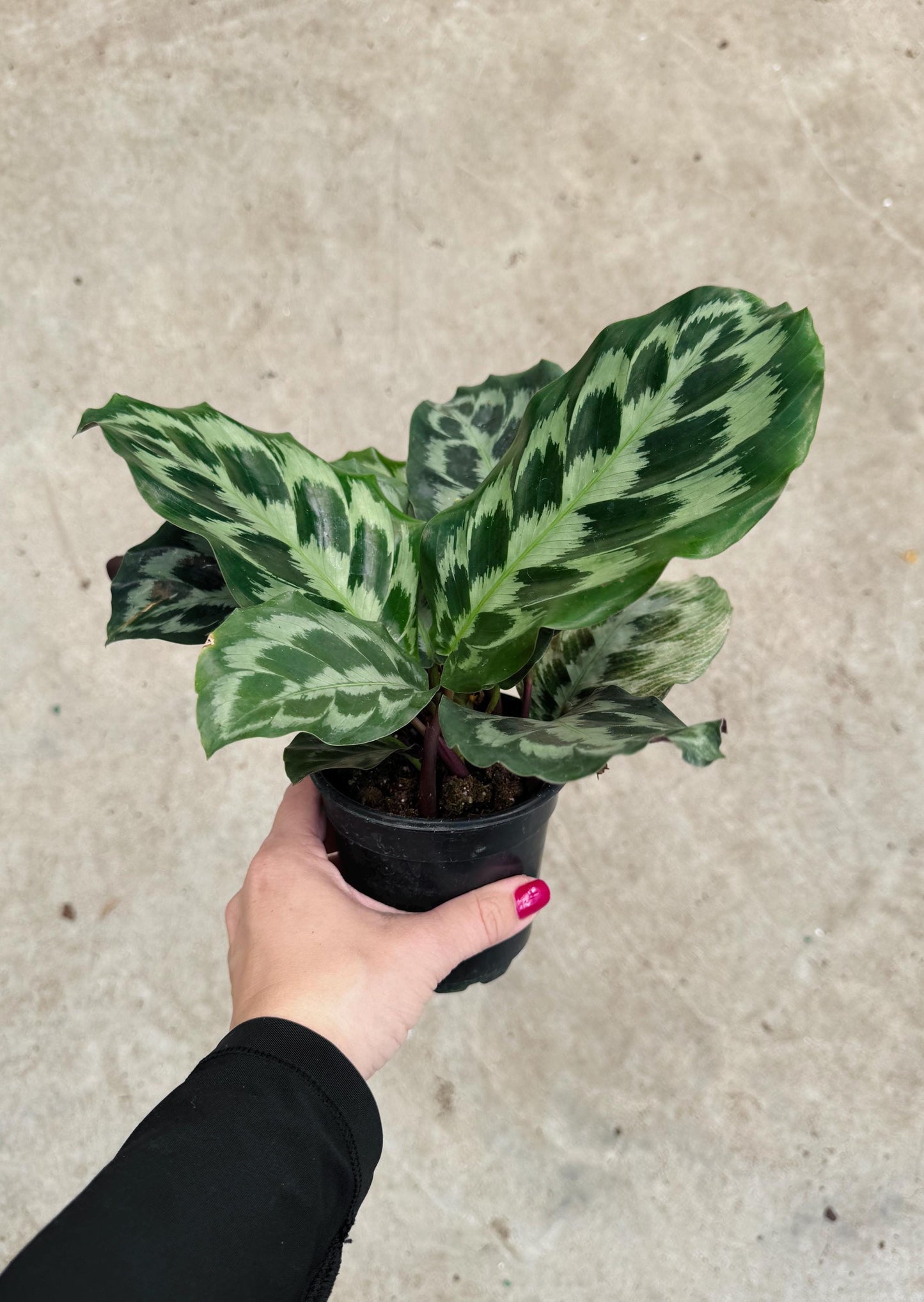 Calathea Helen Kennedy Prayer Plant 4" Pot - Live Indoor Houseplant