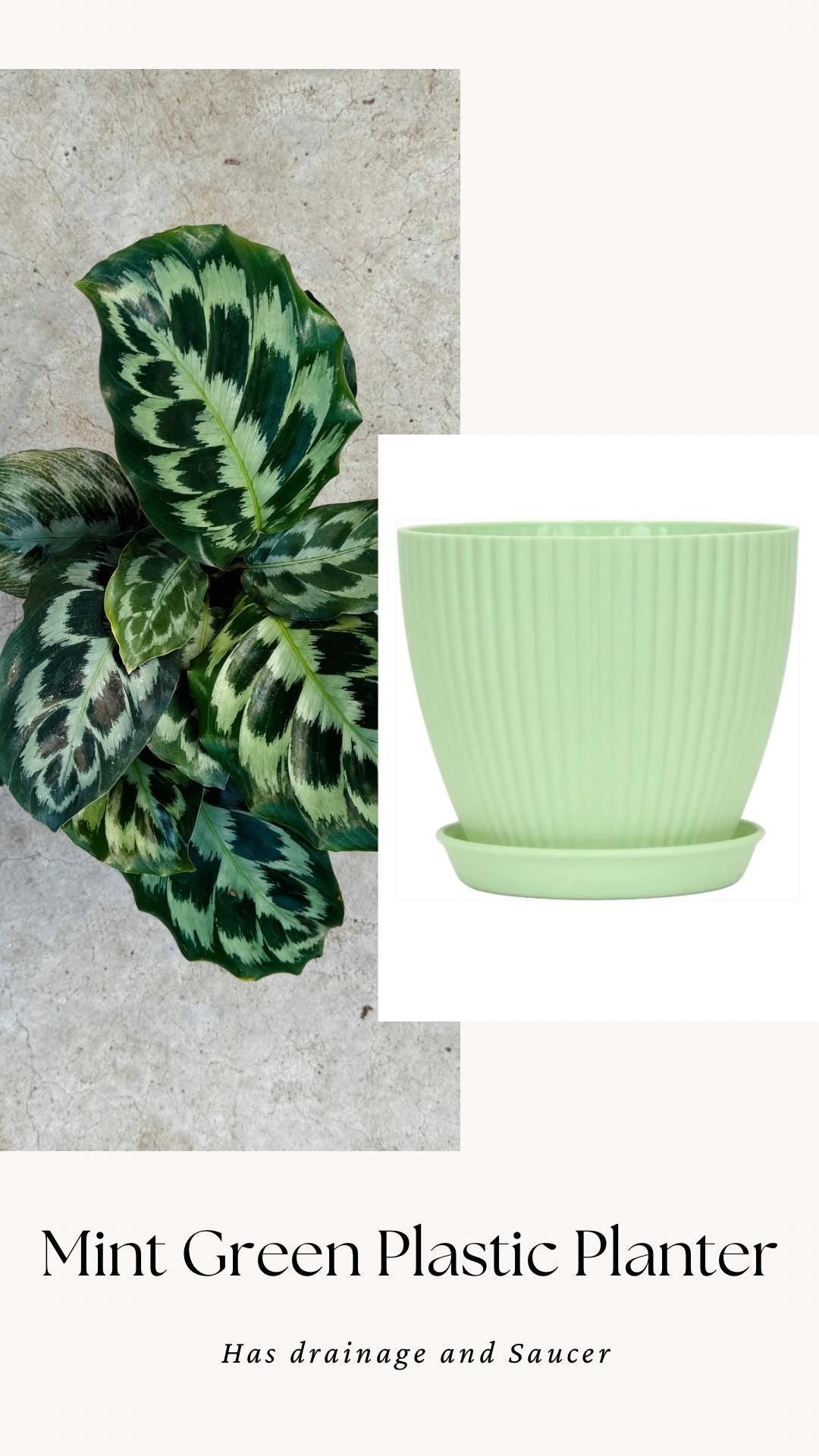 Calathea Helen Kennedy Prayer Plant 4" Pot - Live Indoor Houseplant