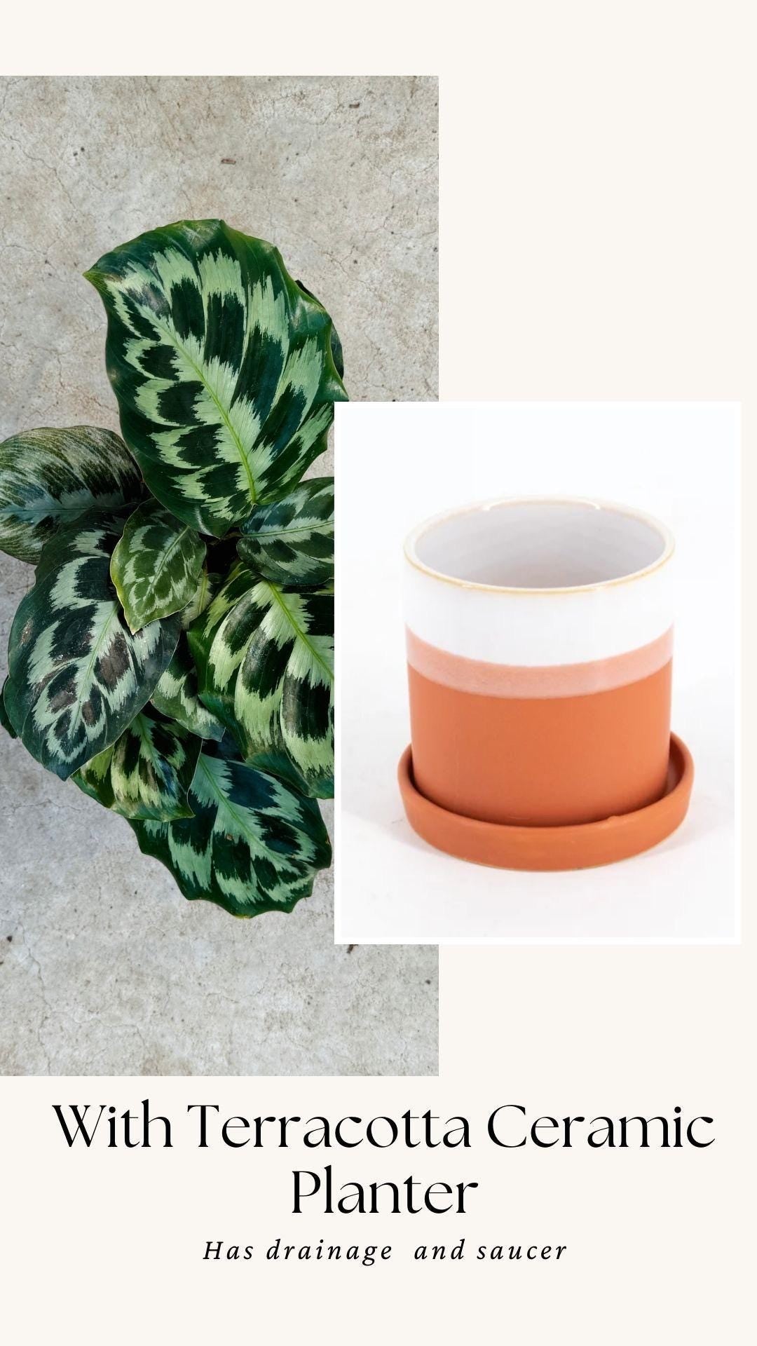 Calathea Helen Kennedy Prayer Plant 4" Pot - Live Indoor Houseplant