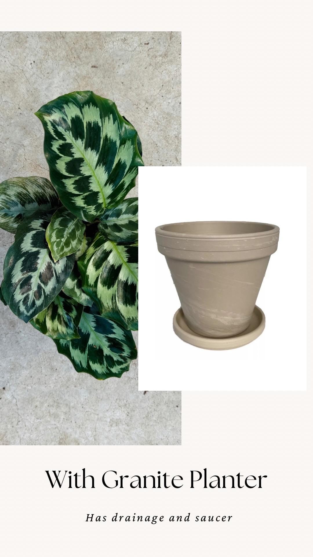 Calathea Helen Kennedy Prayer Plant 4" Pot - Live Indoor Houseplant