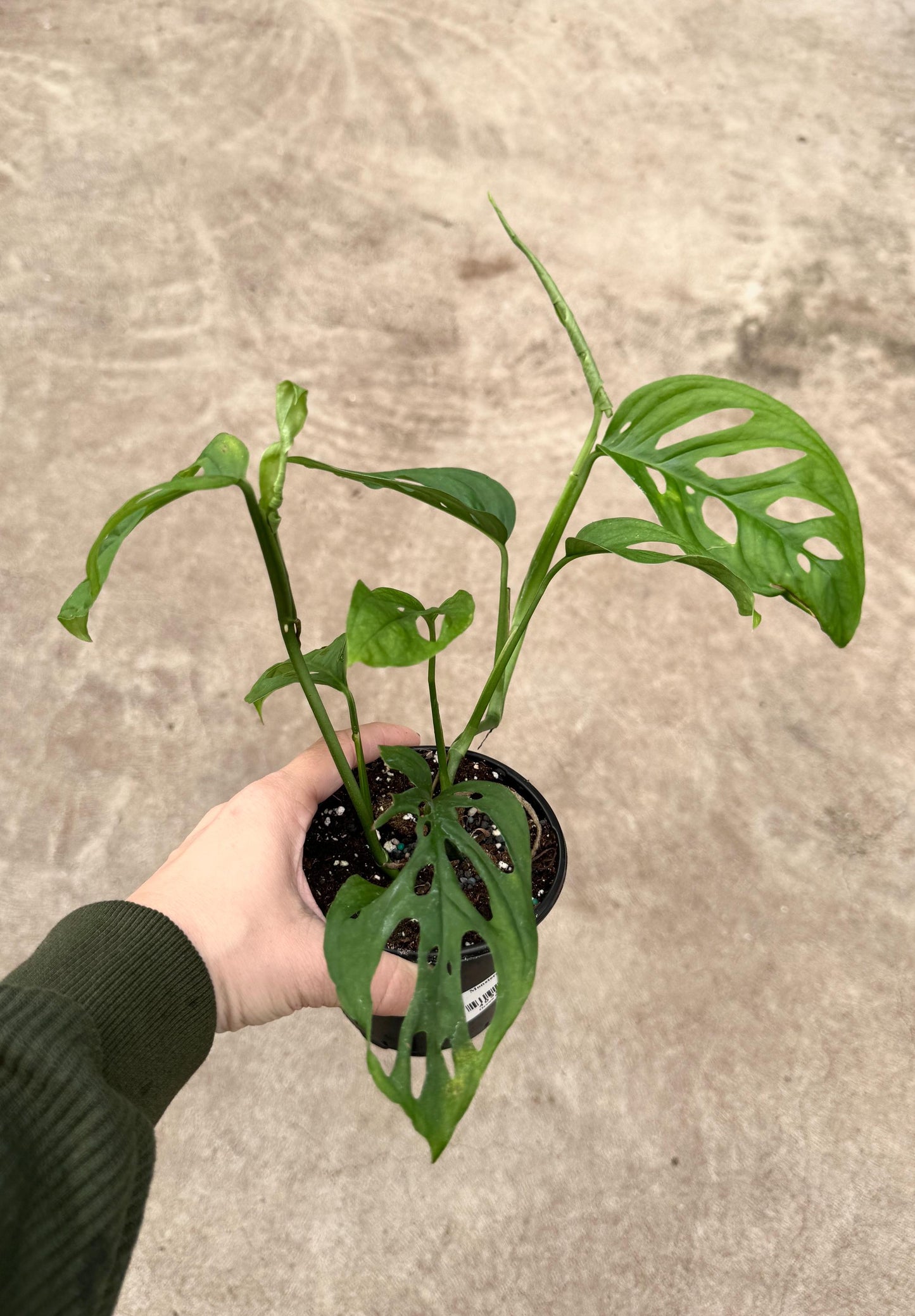 Monstera Esquelito Plant - 3.5 Pot - Live Plant - optional decorative pot