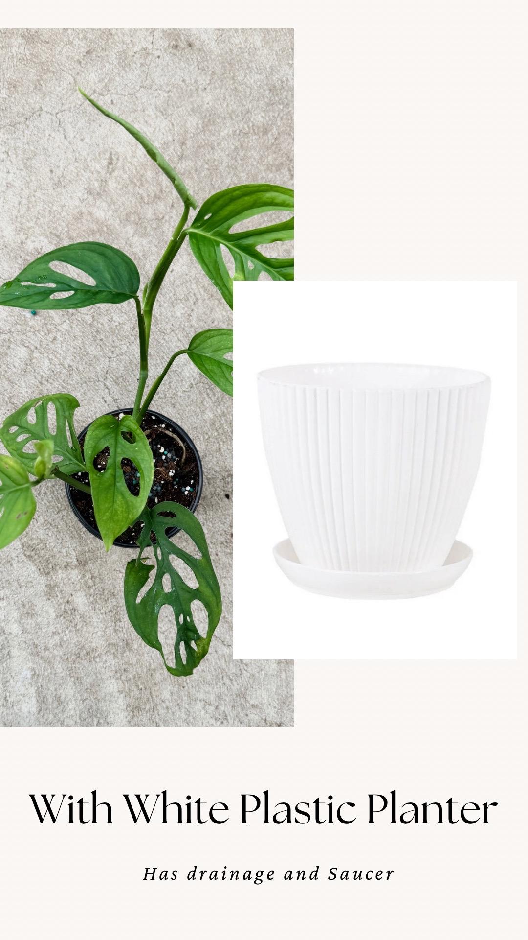 Monstera Esquelito Plant - 3.5 Pot - Live Plant - optional decorative pot