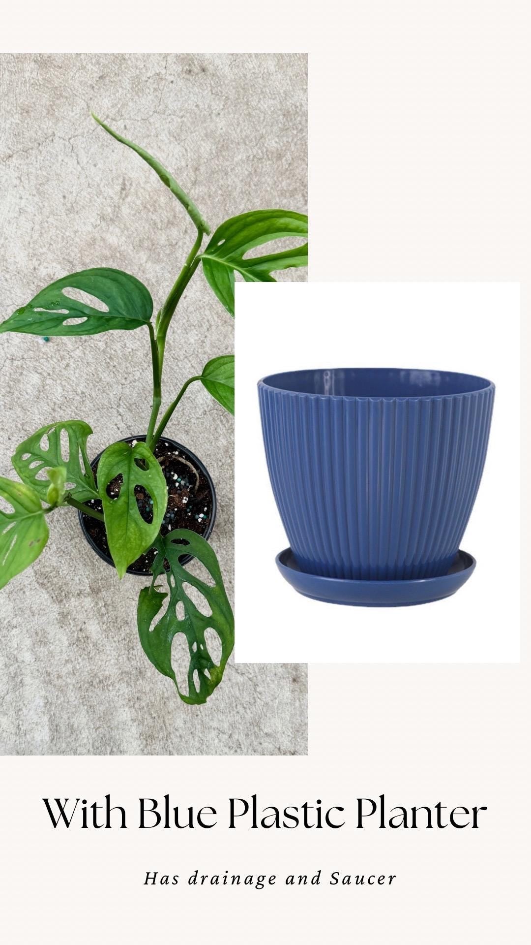 Monstera Esquelito Plant - 3.5 Pot - Live Plant - optional decorative pot