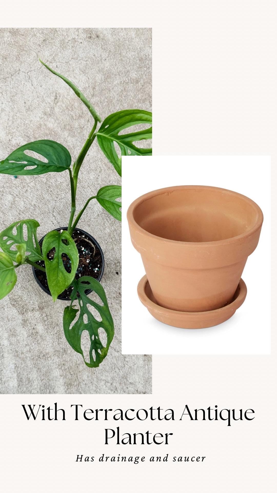 Monstera Esquelito Plant - 3.5 Pot - Live Plant - optional decorative pot