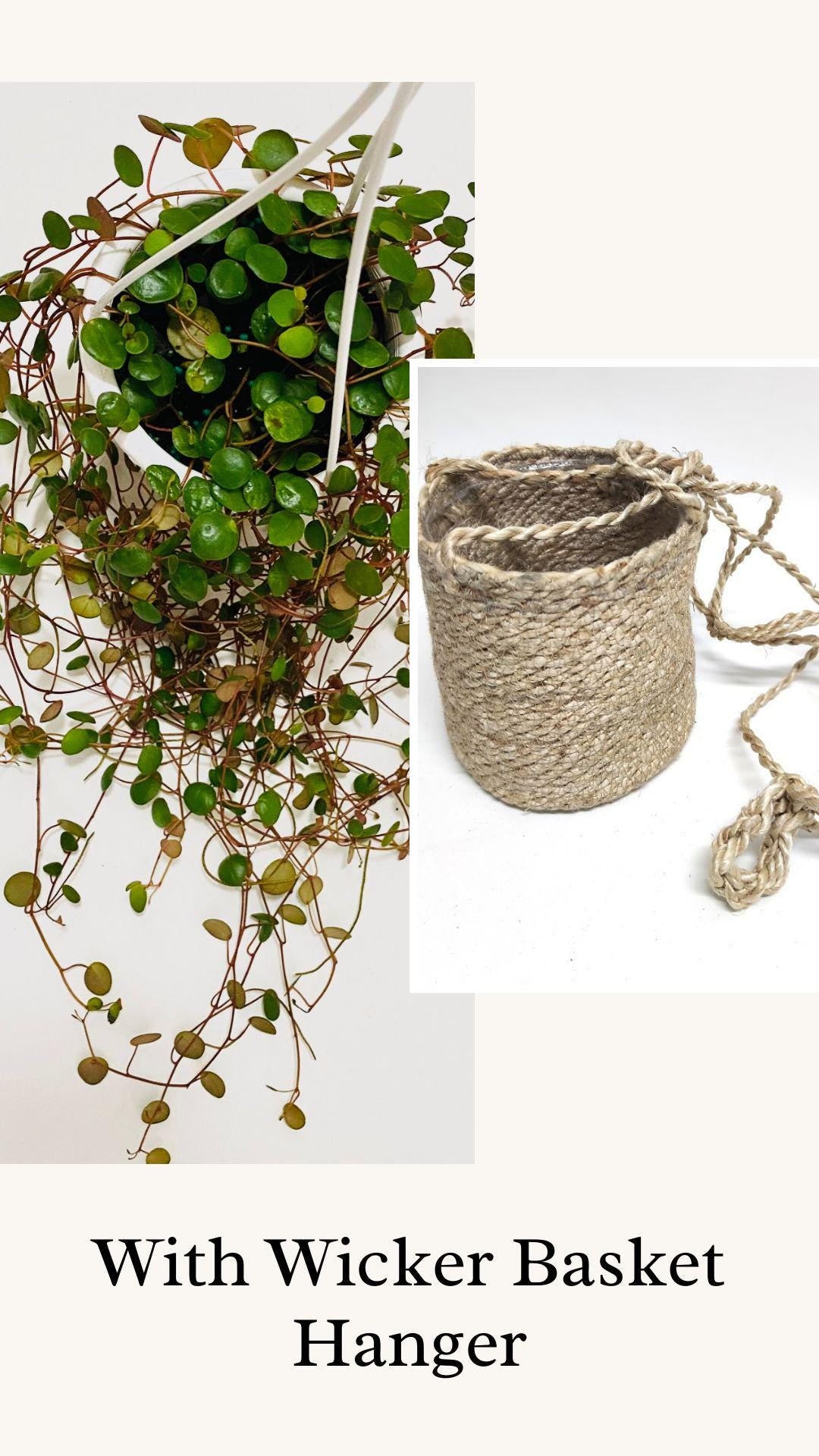 Peperomia Ruby Cascade - Live Plant - 4.5 inch Hanging Pot