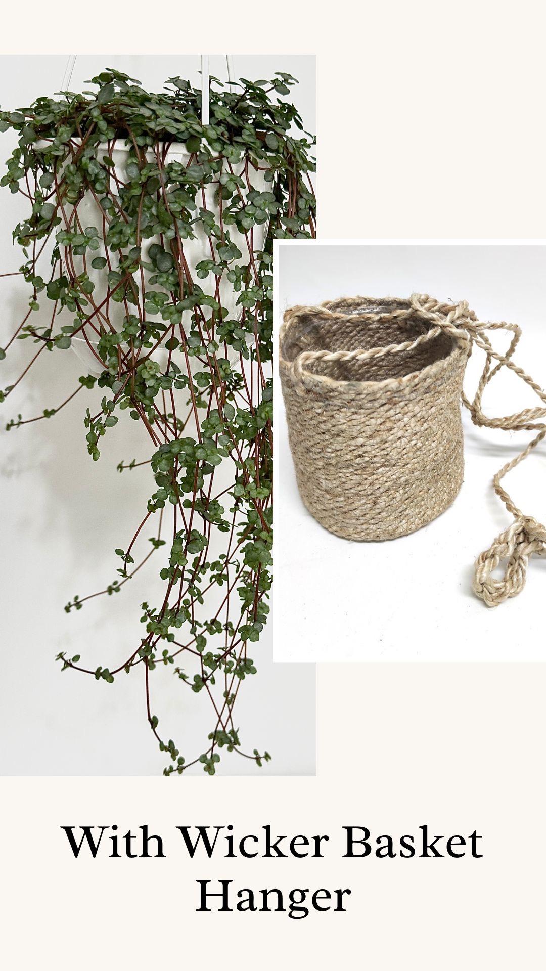 Pilea Glauca / Aqua - 4.5" Hanging Pot - Live Plant - optional decorative basket