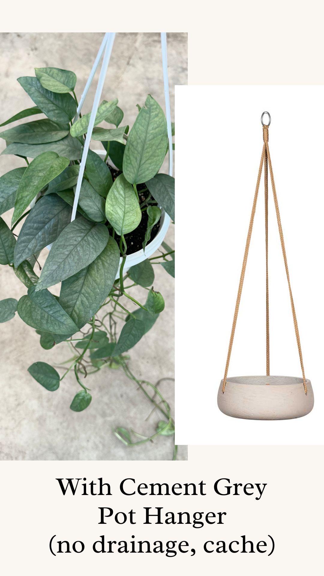 Cebu Blue Pothos Plant Hanging Basket - 6" - Live Plant