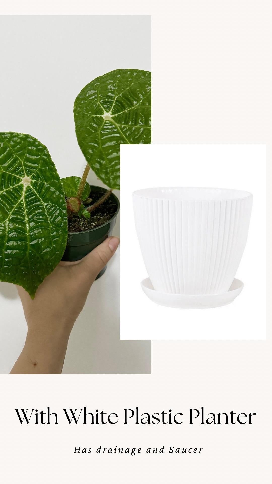 Begonia Natunaensis Rare Plant - 4 inch Pot - optional decorative plant