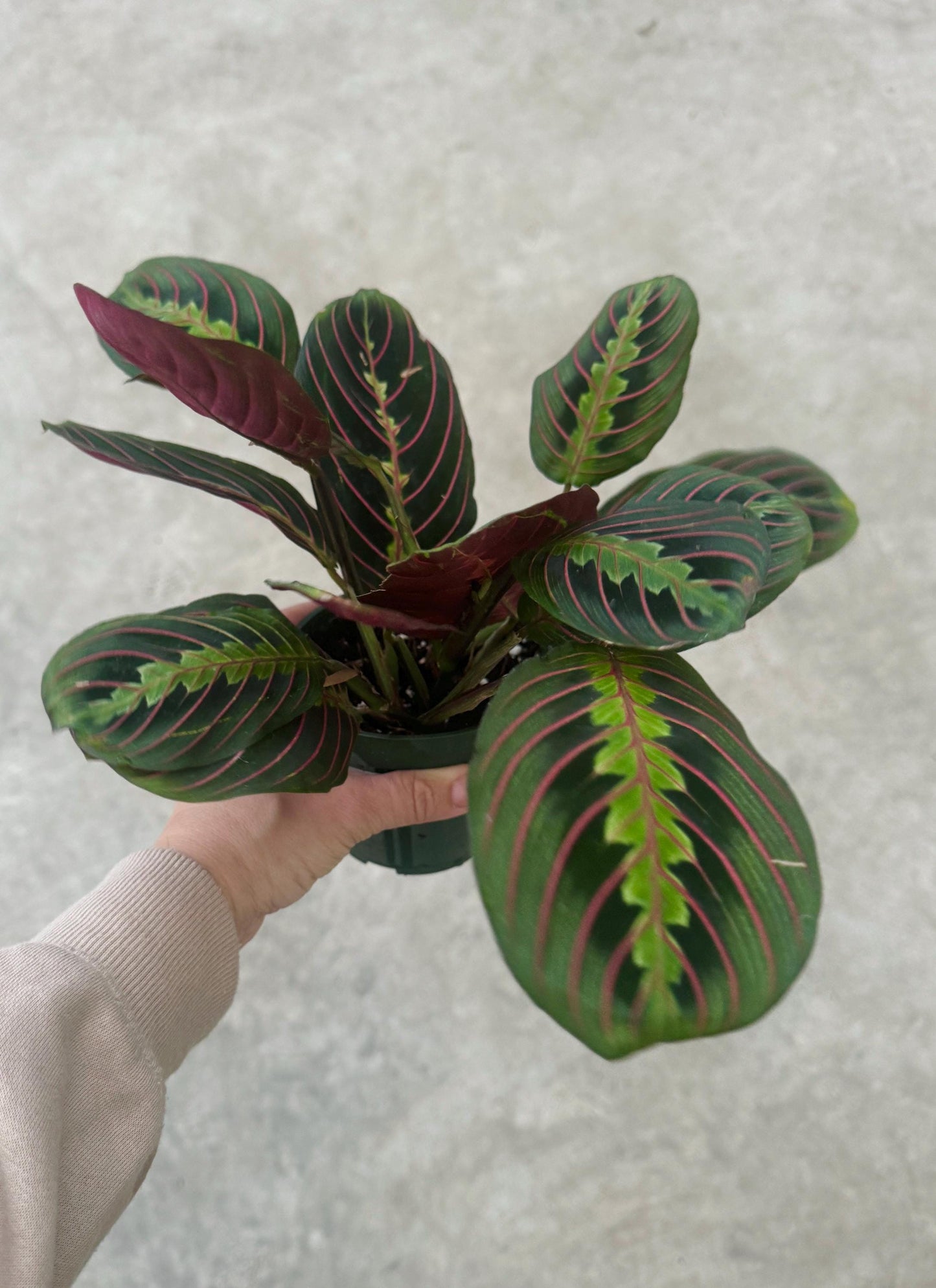 Red Maranta Prayer Plant | 4 inch Pot | Live Plant - optional decorative pot