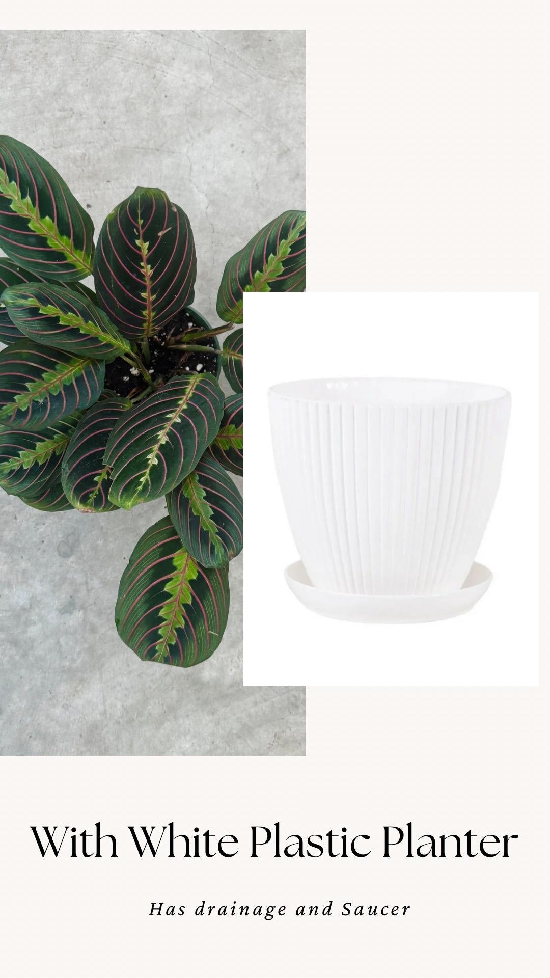 Red Maranta Prayer Plant | 4 inch Pot | Live Plant - optional decorative pot