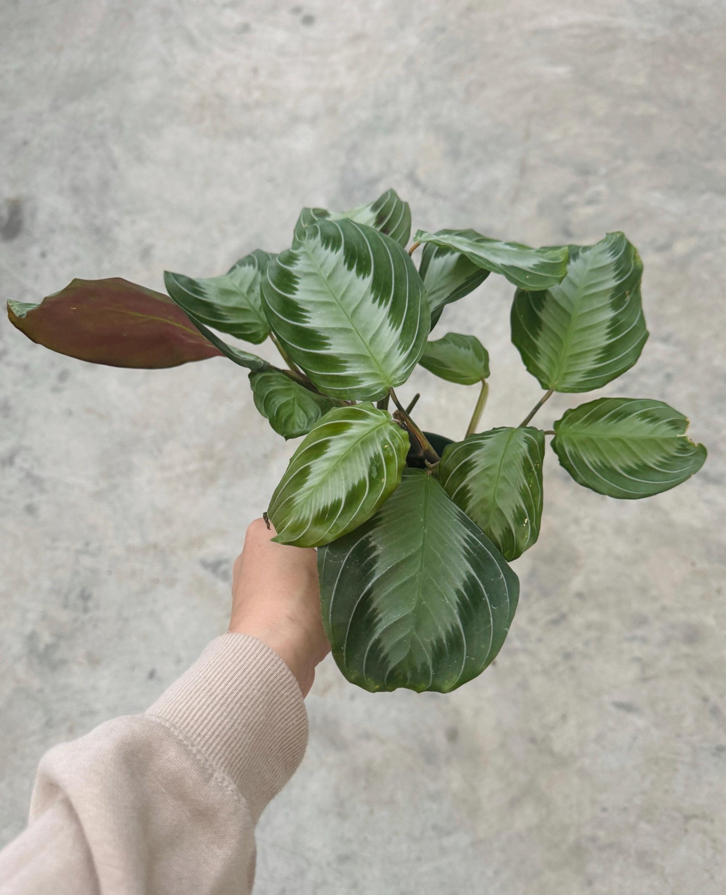 Maranta Silver Band Prayer Plant | 4 inch Pot | Live Plant - optional decorative pot