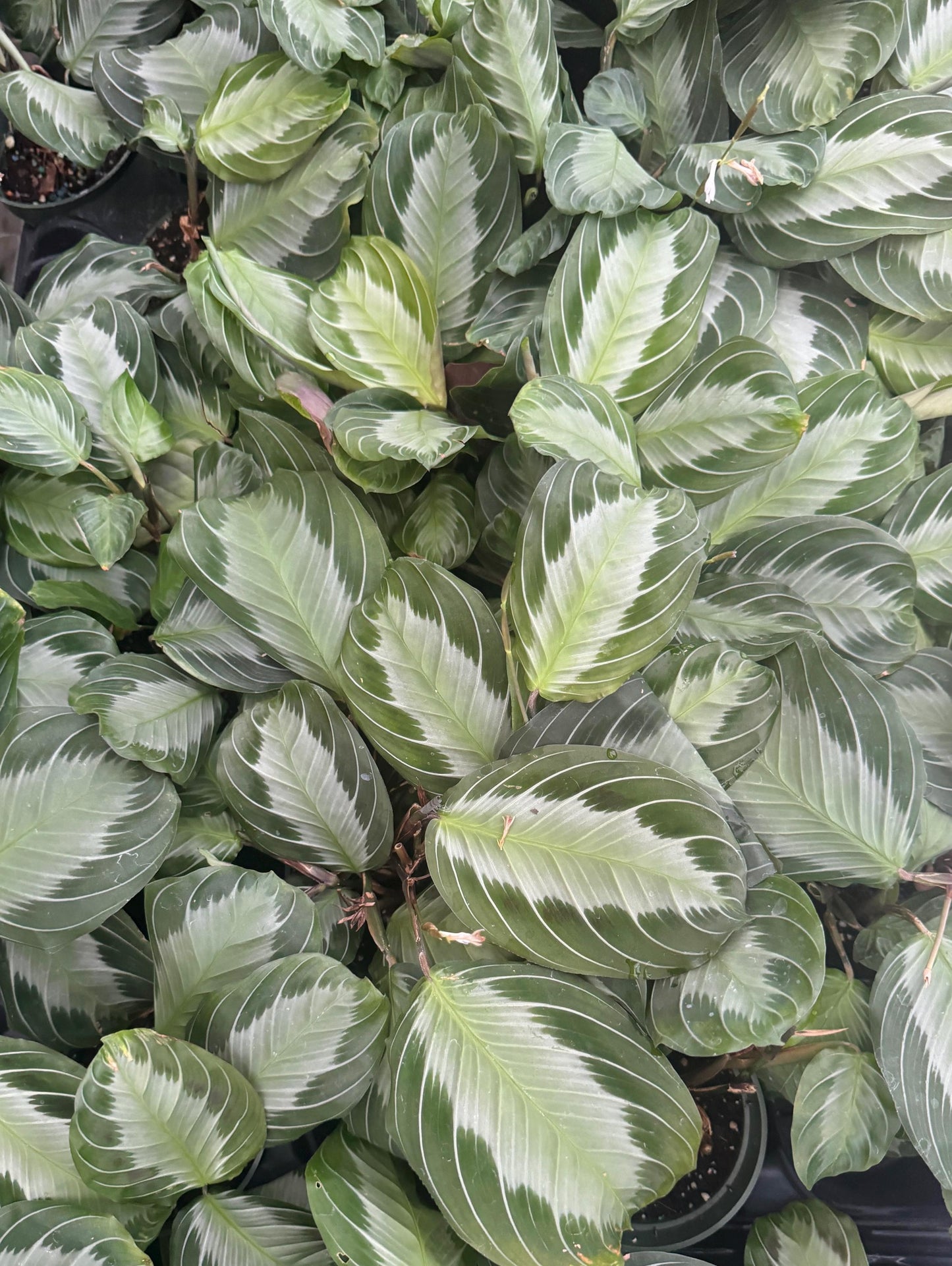 Maranta Silver Band Prayer Plant | 4 inch Pot | Live Plant - optional decorative pot