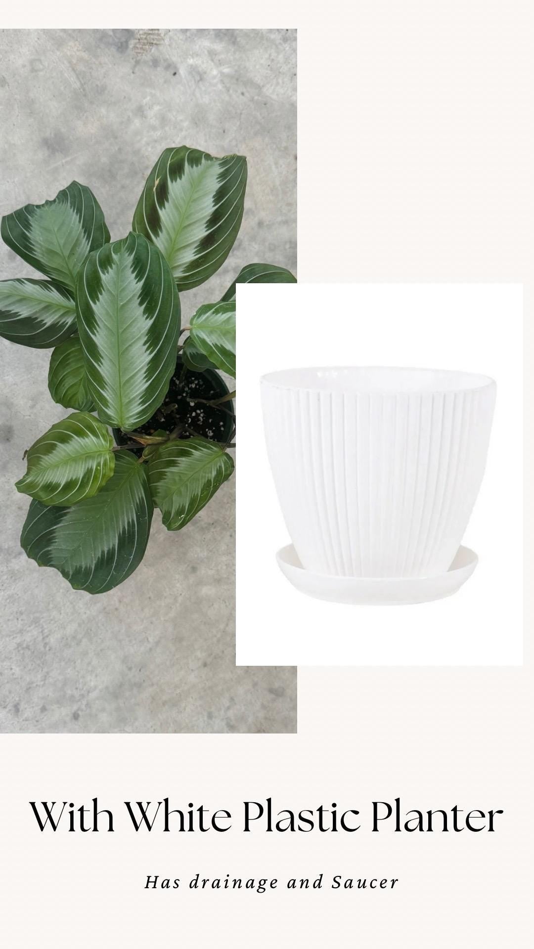 Maranta Silver Band Prayer Plant | 4 inch Pot | Live Plant - optional decorative pot