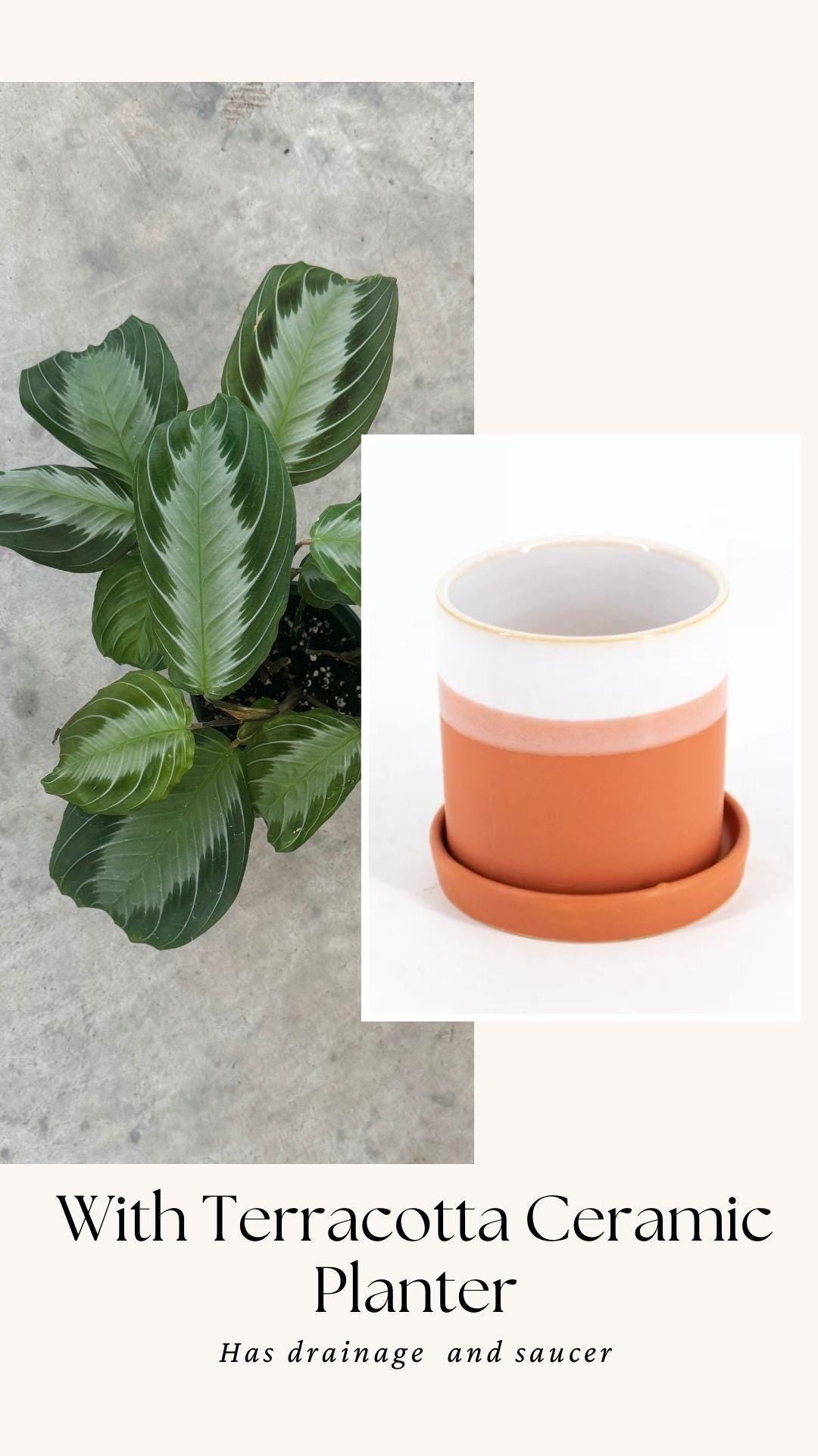 Maranta Silver Band Prayer Plant | 4 inch Pot | Live Plant - optional decorative pot