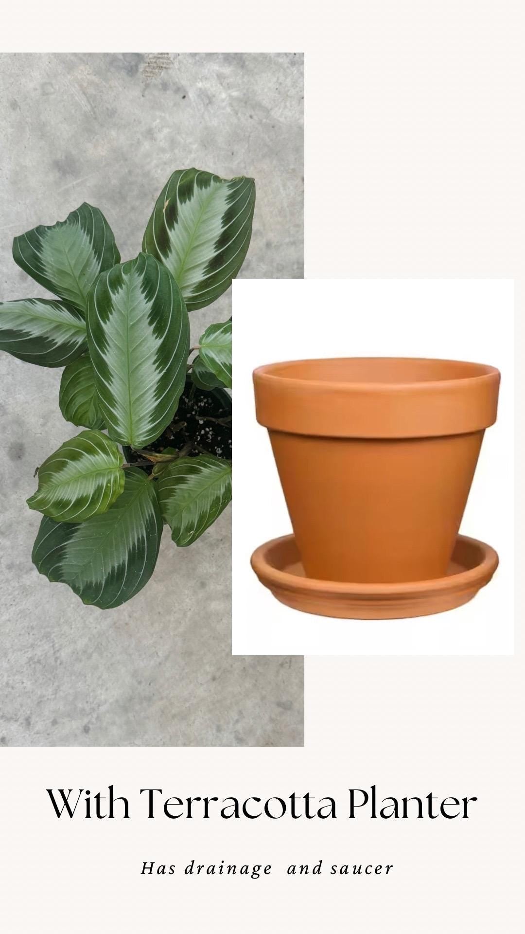 Maranta Silver Band Prayer Plant | 4 inch Pot | Live Plant - optional decorative pot