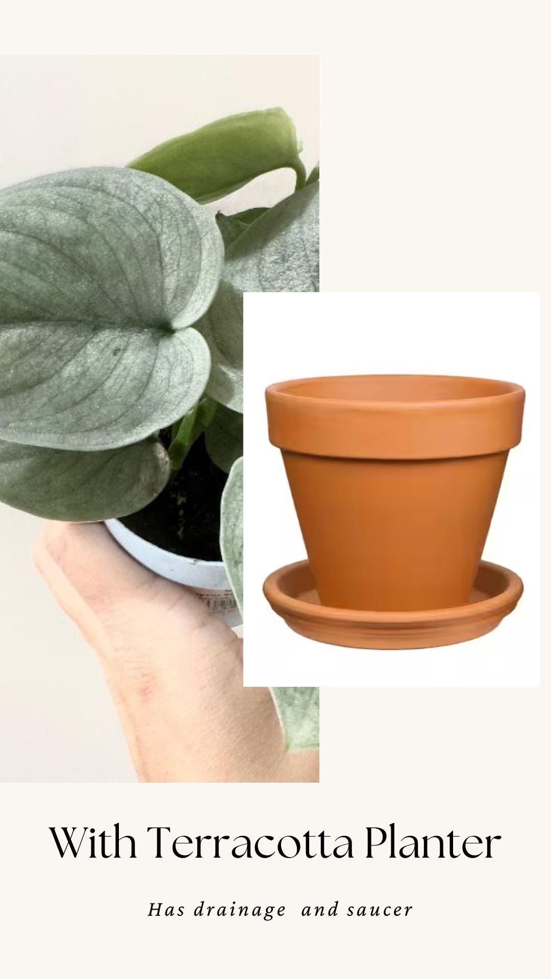 Scindapsus Sooo Silver(TM) Cultivated RARE Plant - 3 inch Nursery Pot