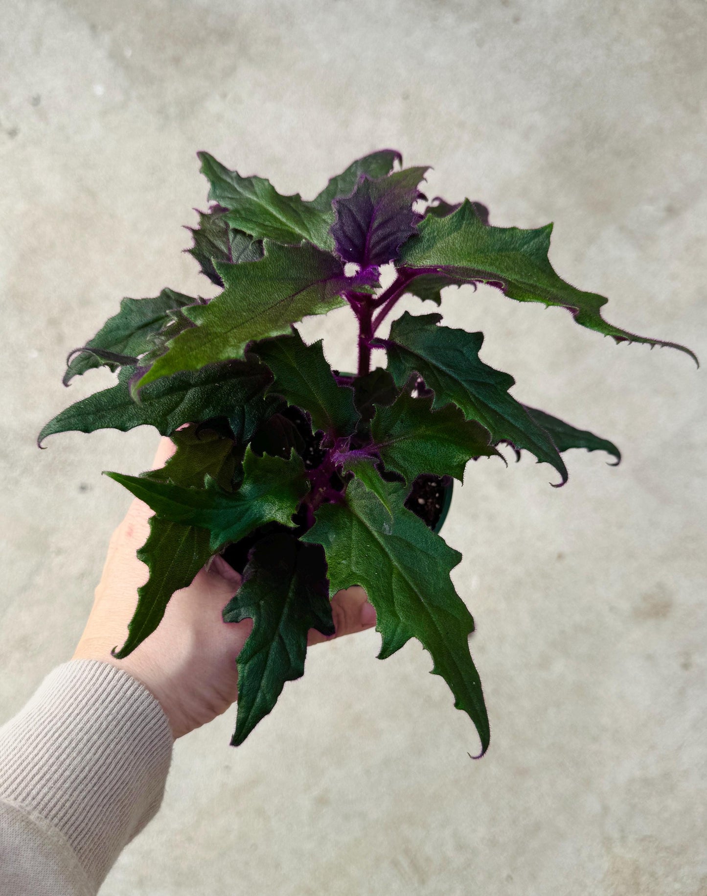 Purple Passion | Gynura Aurantiaca Plant - Live Plant 4" Pot - optional decorative planter
