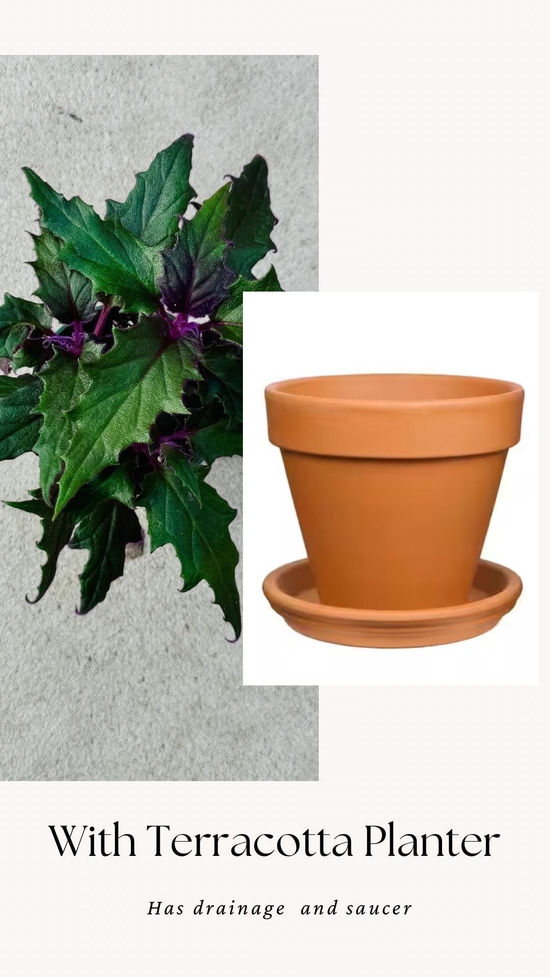 Purple Passion | Gynura Aurantiaca Plant - Live Plant 4" Pot - optional decorative planter