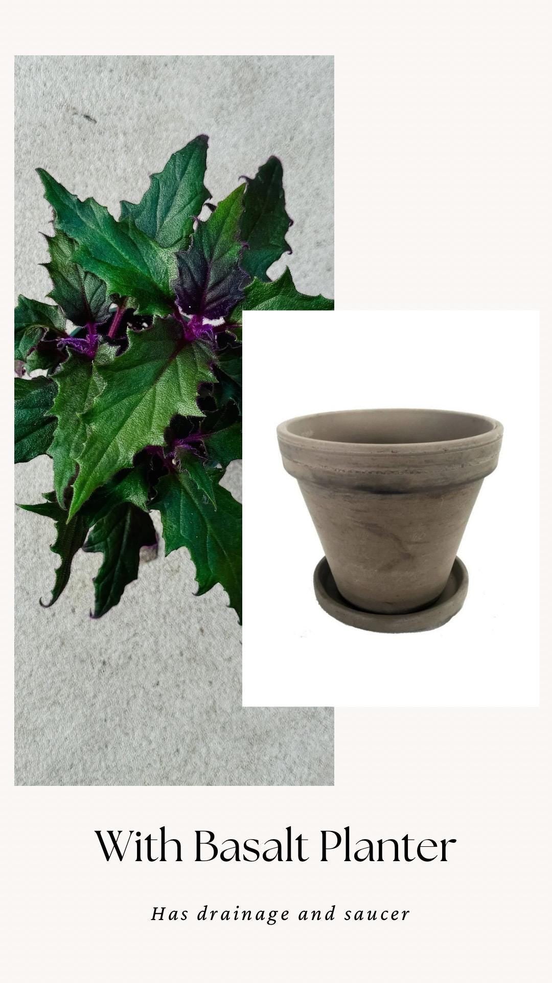 Purple Passion | Gynura Aurantiaca Plant - Live Plant 4" Pot - optional decorative planter