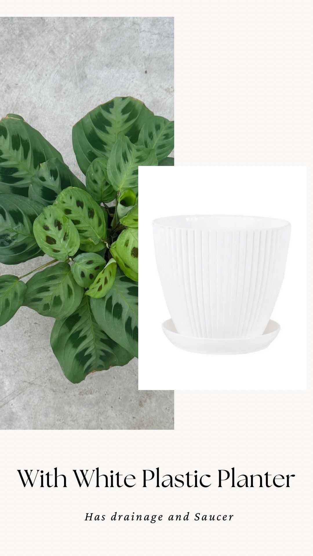 Maranta Leuconeur Green Prayer Plant - 4 inch Pot - Live Plant - optional decorative pot