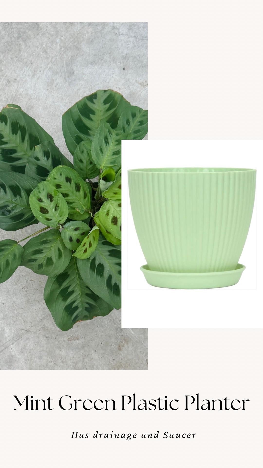 Maranta Leuconeur Green Prayer Plant - 4 inch Pot - Live Plant - optional decorative pot