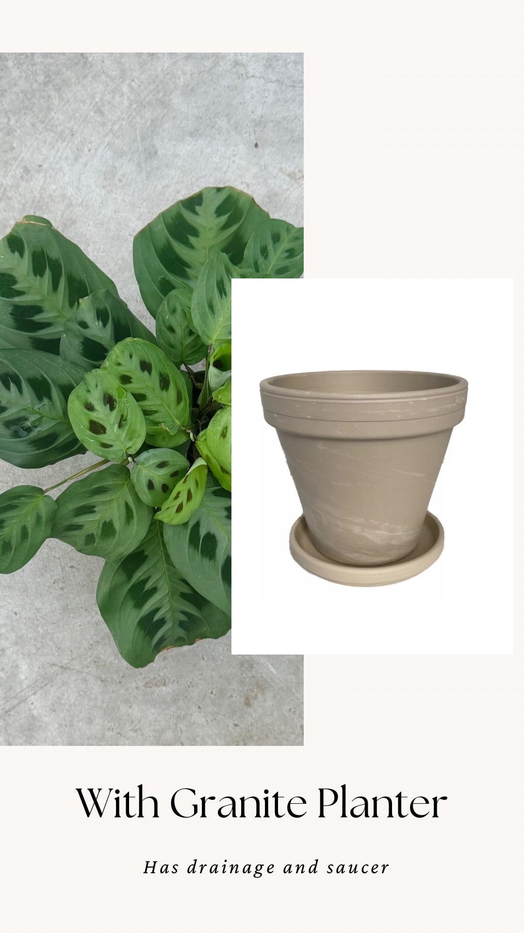 Maranta Leuconeur Green Prayer Plant - 4 inch Pot - Live Plant - optional decorative pot