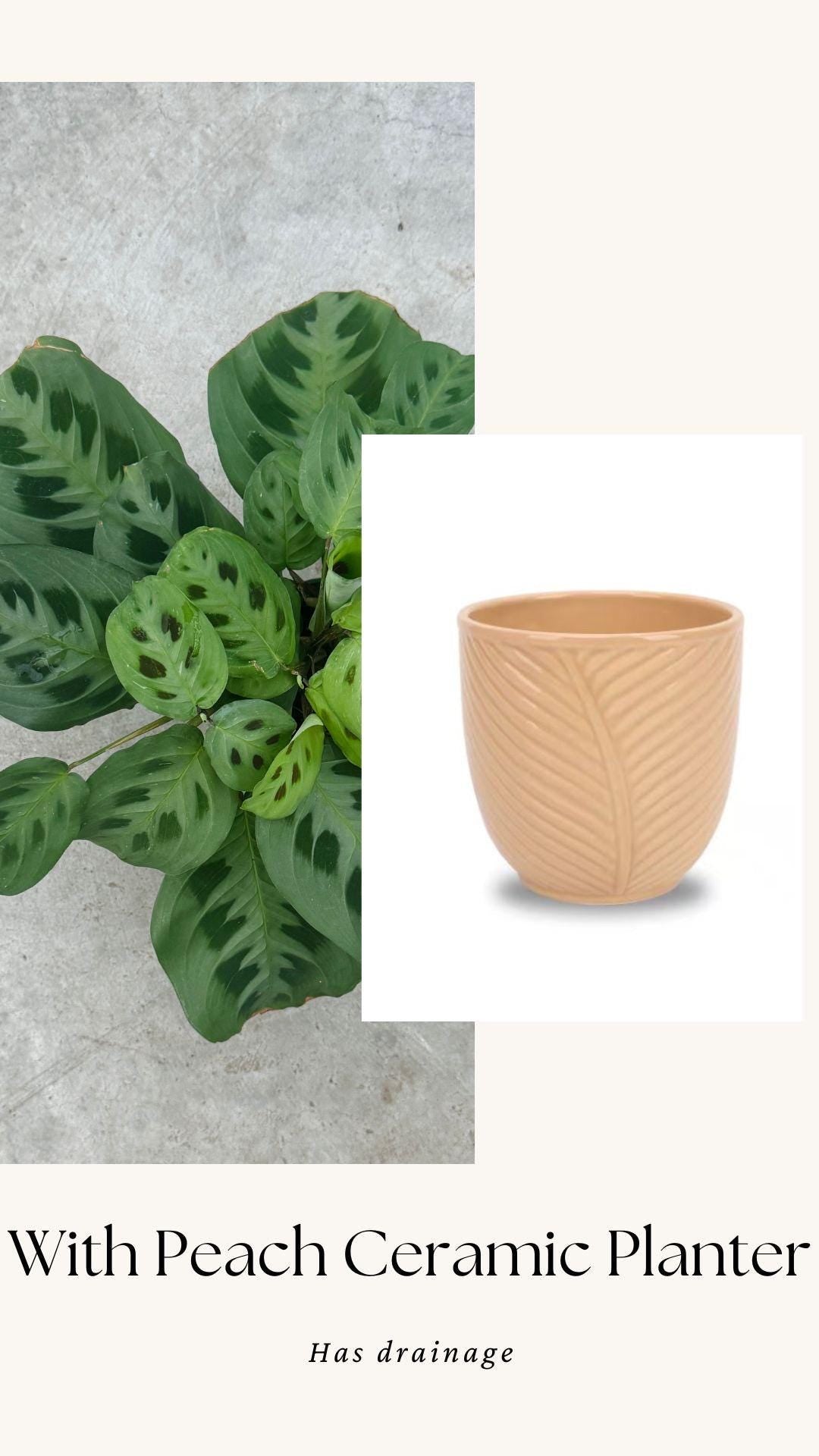 Maranta Leuconeur Green Prayer Plant - 4 inch Pot - Live Plant - optional decorative pot
