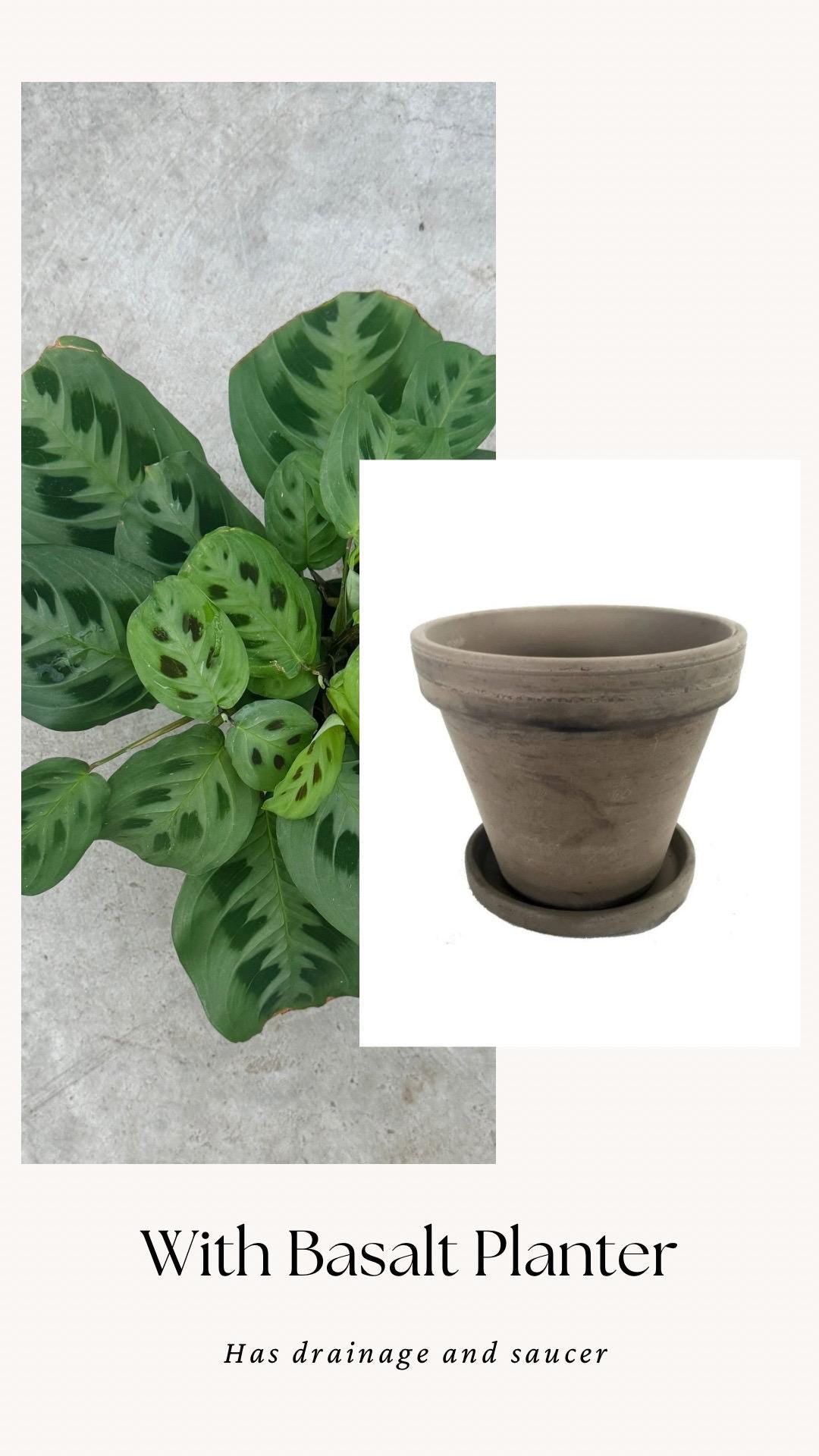 Maranta Leuconeur Green Prayer Plant - 4 inch Pot - Live Plant - optional decorative pot