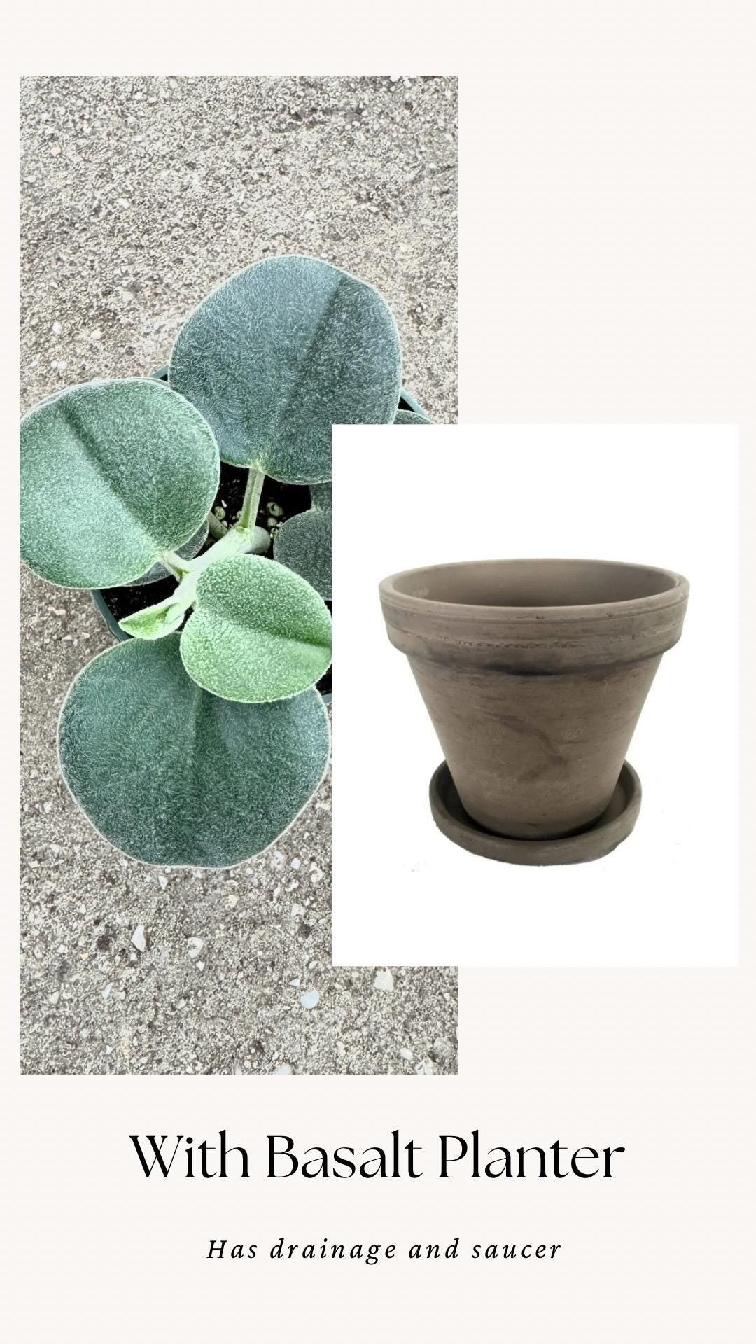 Peperomia sp. Icana Plant - 4 inch Pot - Live Plant - optional decorative pot