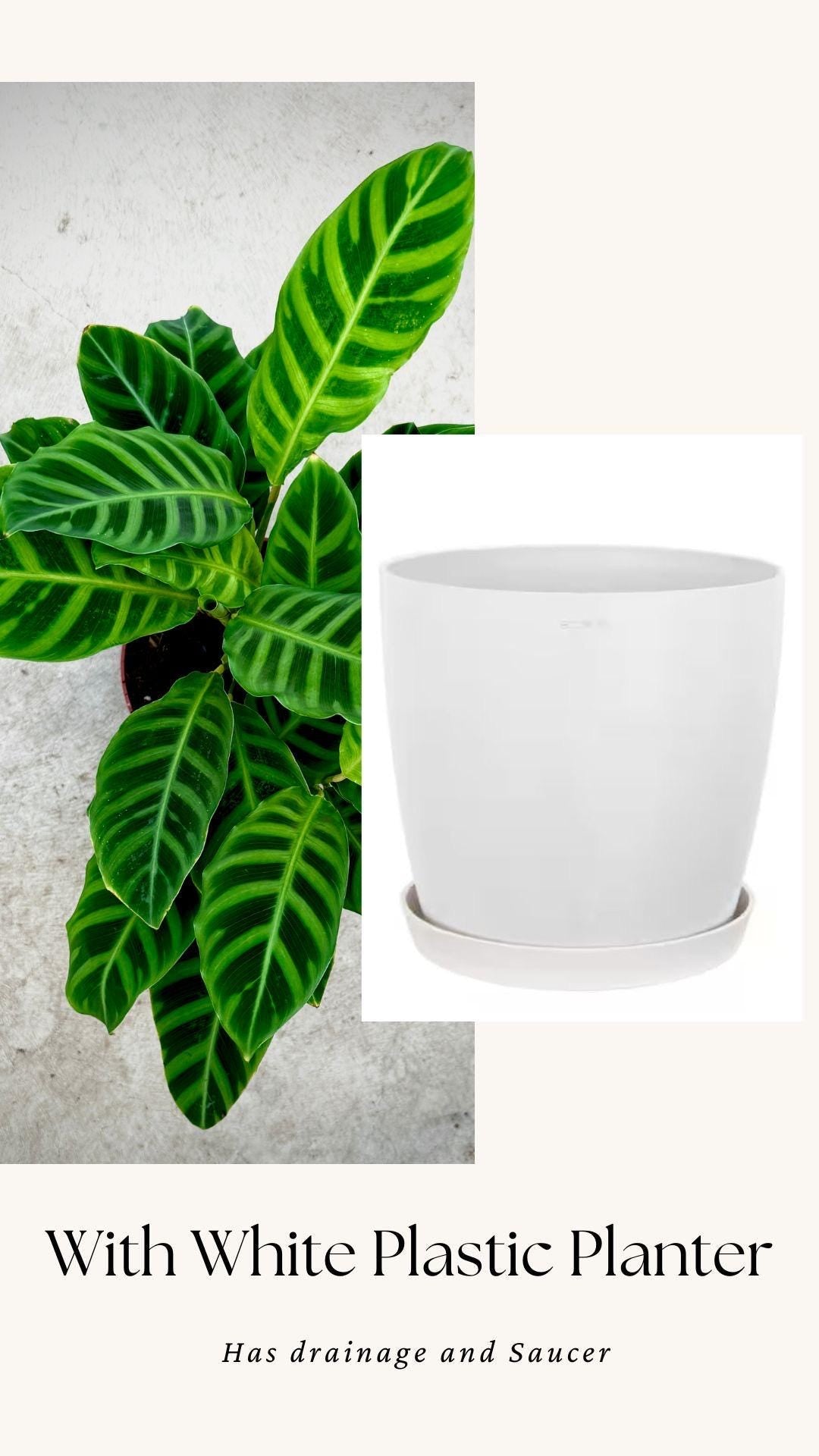 Calathea Zebrina Plant - 4", 6”Nursery Pot - Live Plant - optional decorative pot
